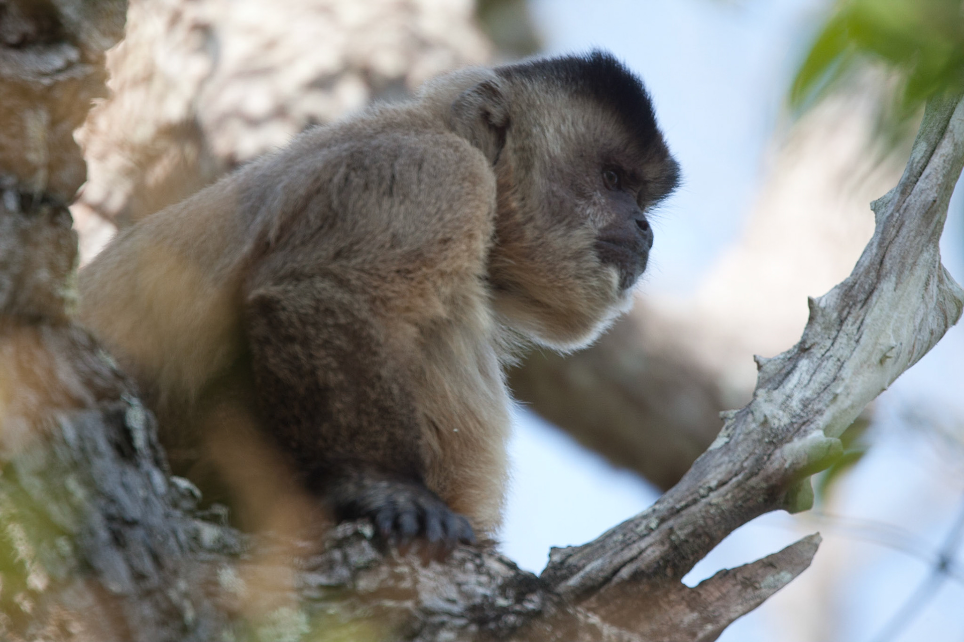 Capuchin monkey