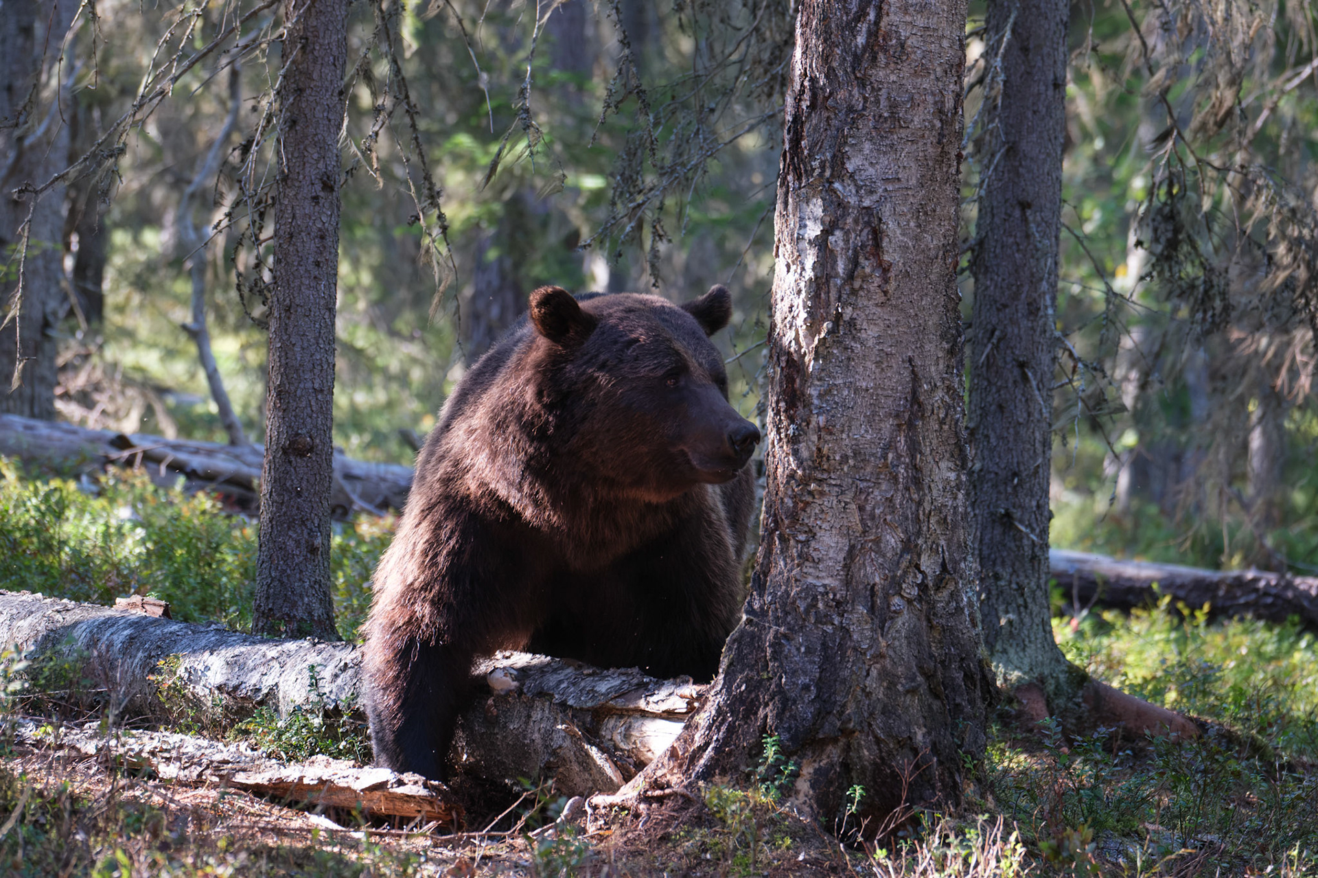 Brown bear in the forest