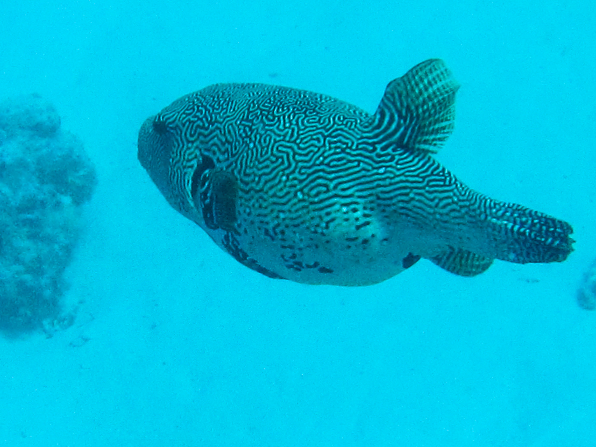 Napolean wrasse