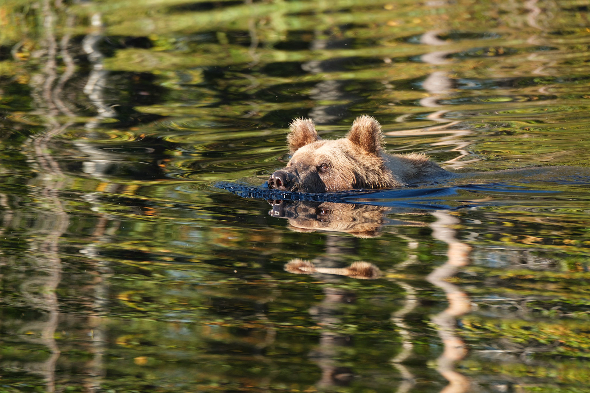 Bear swimming