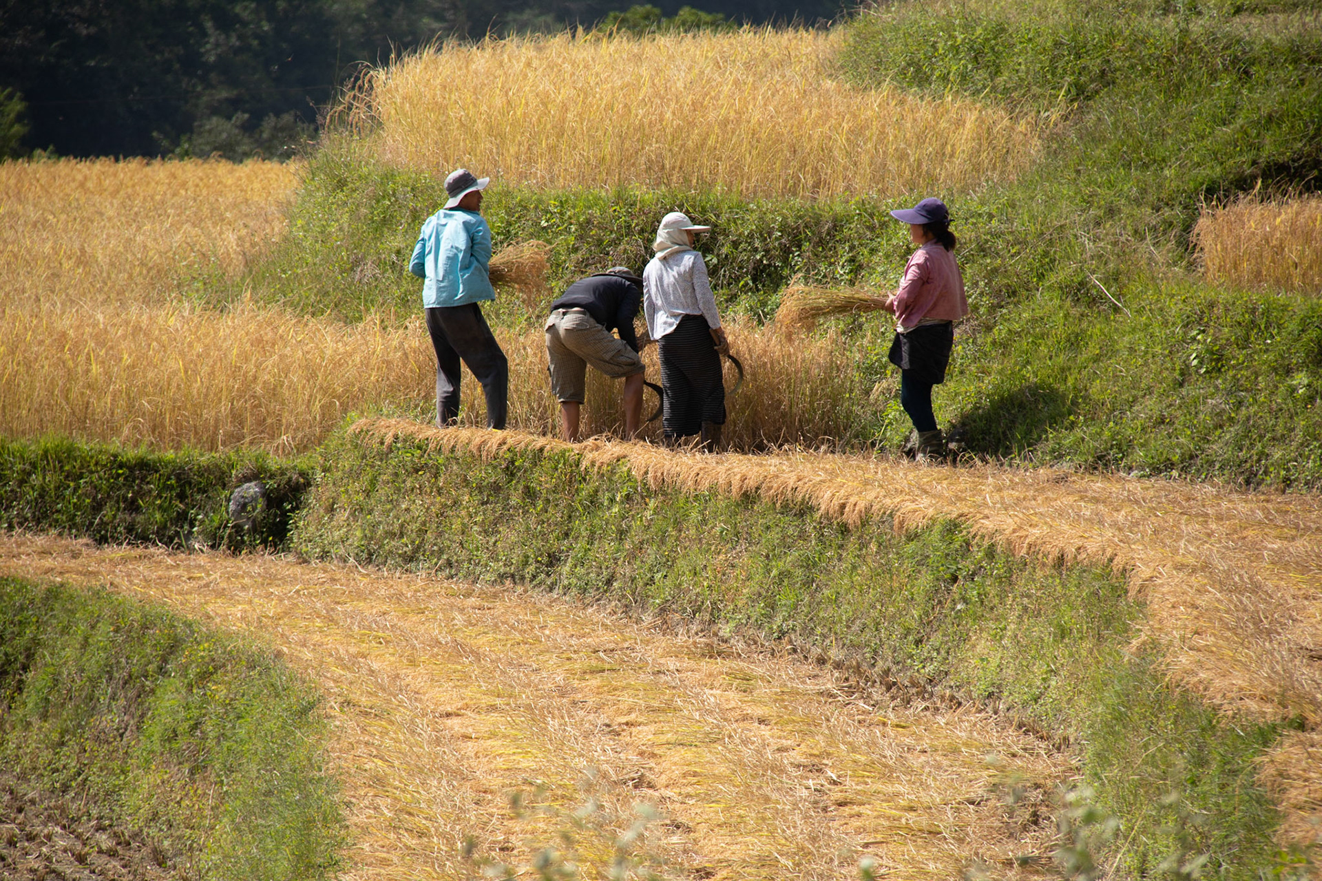 Harvesting rice, Butterfly trail