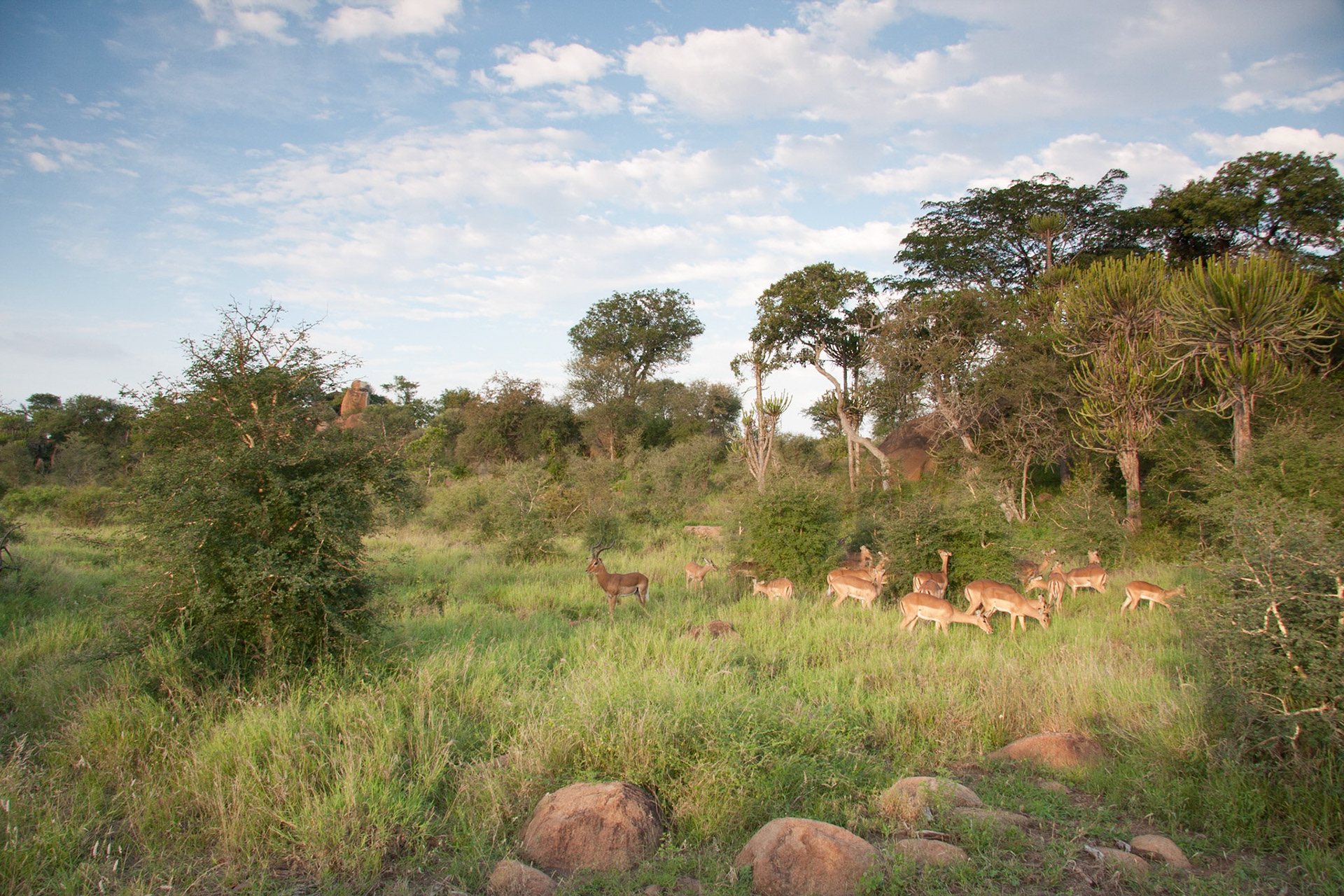 Impala