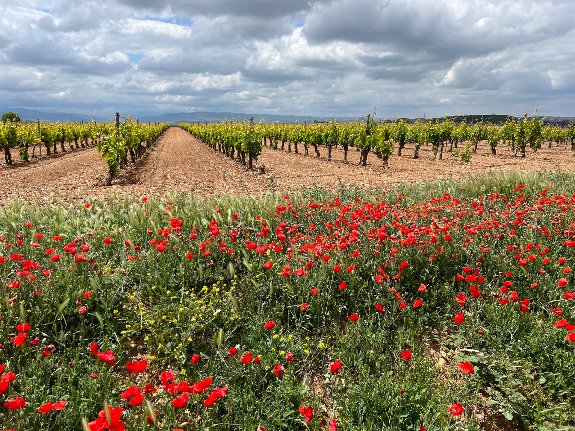 Rioja region, near Haro