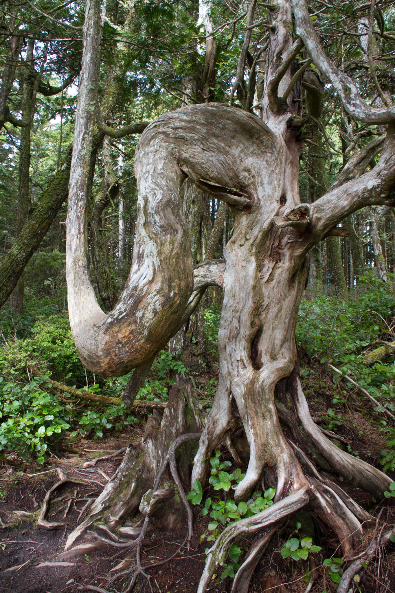 Unusual tree trunk, Wild Pacific Trail