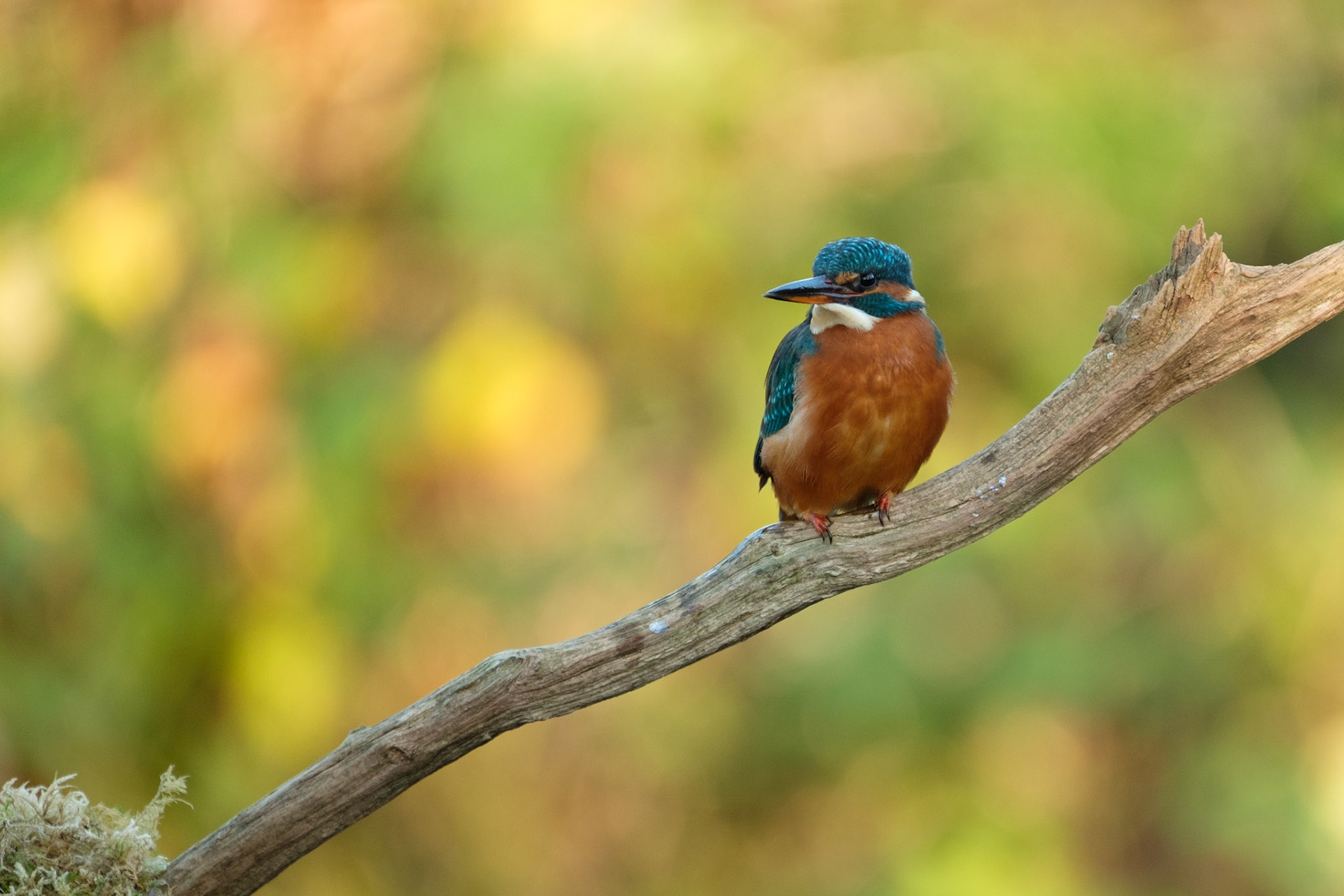 Kingfisher