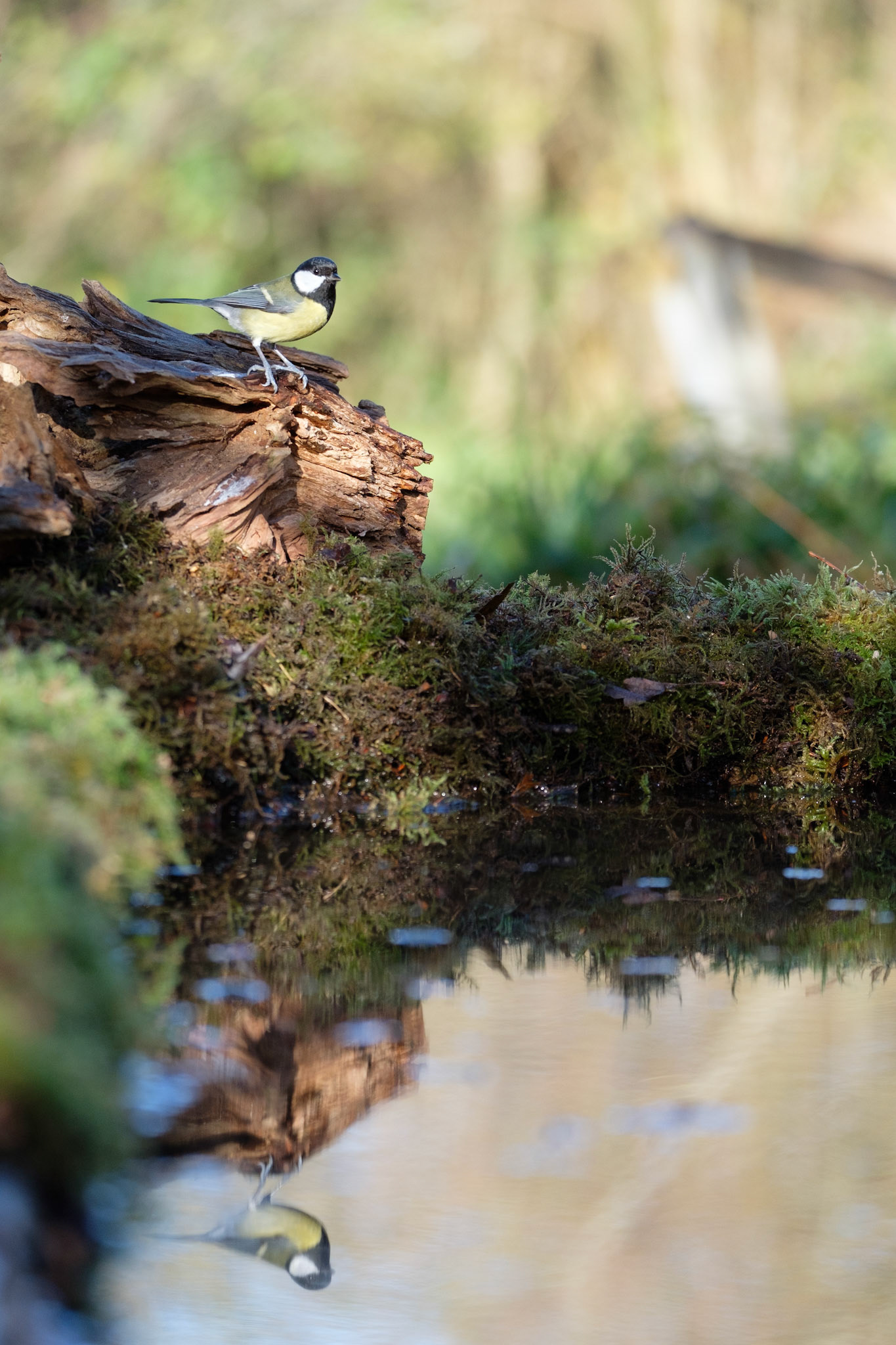 Great tit
