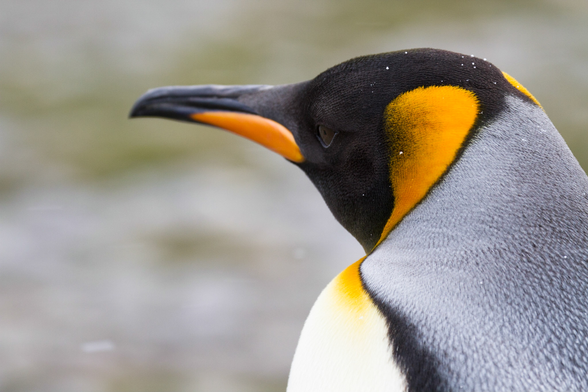 King penguin with snowflakes on its head