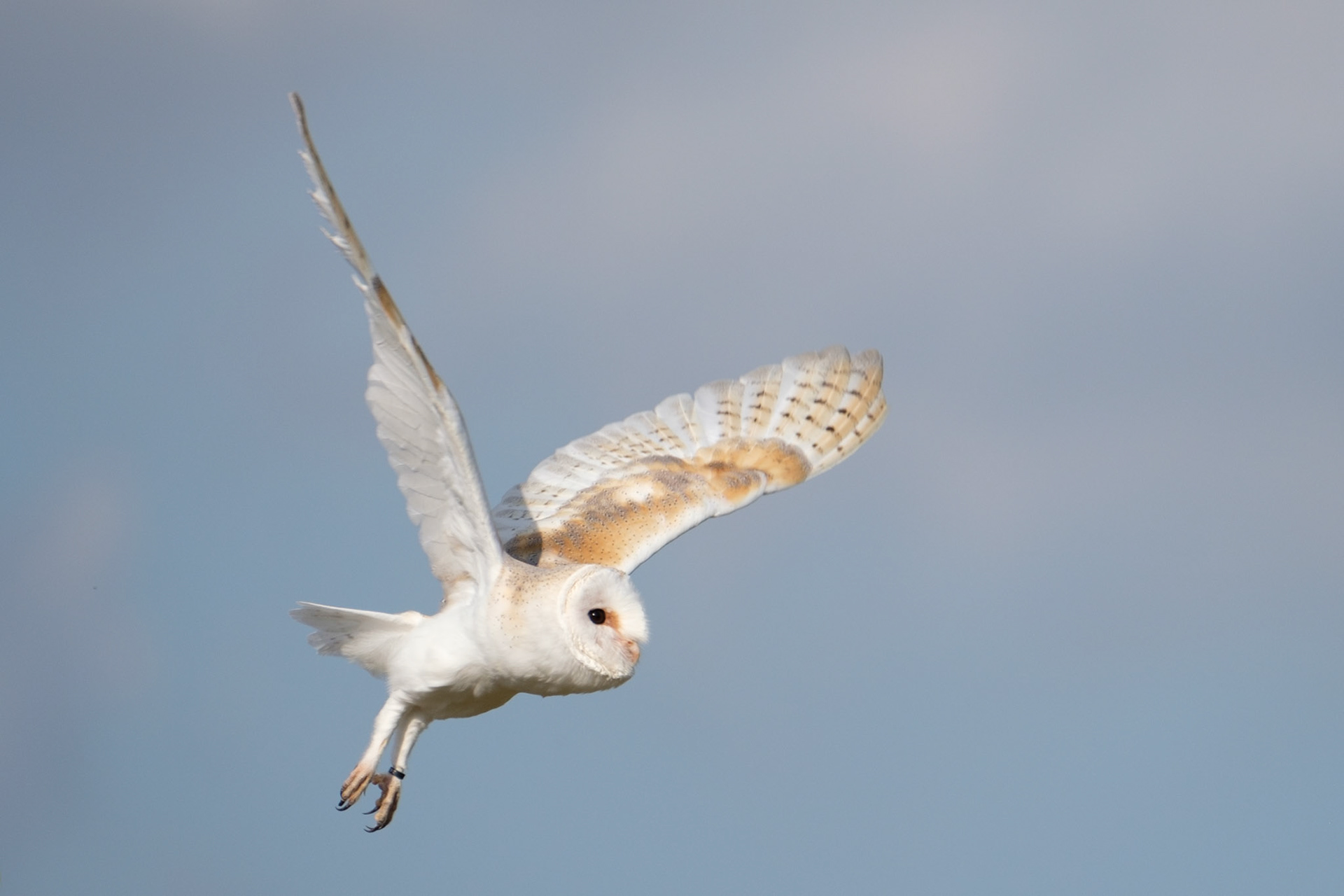 Barn owl