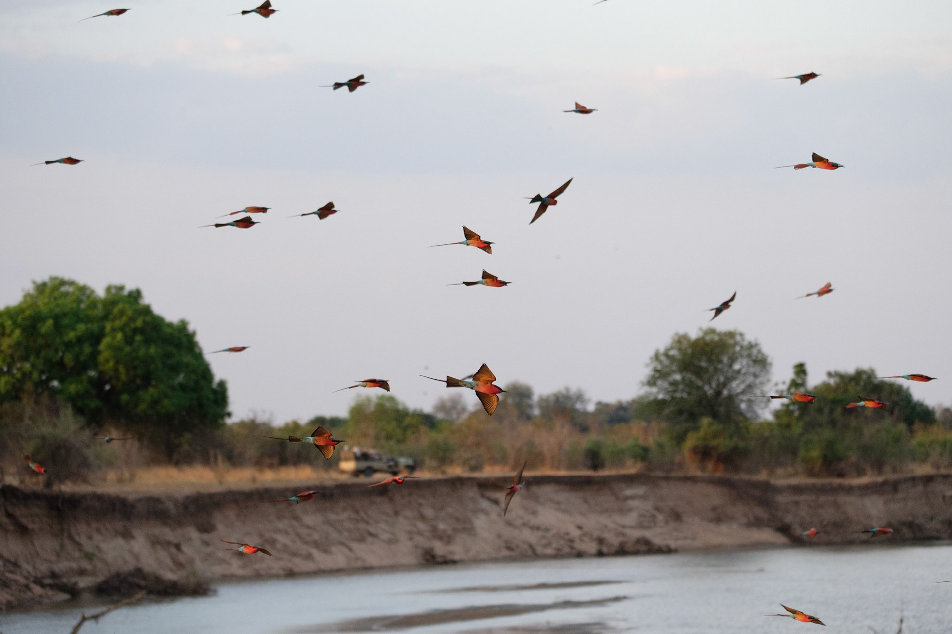 Carmine bee-eaters
