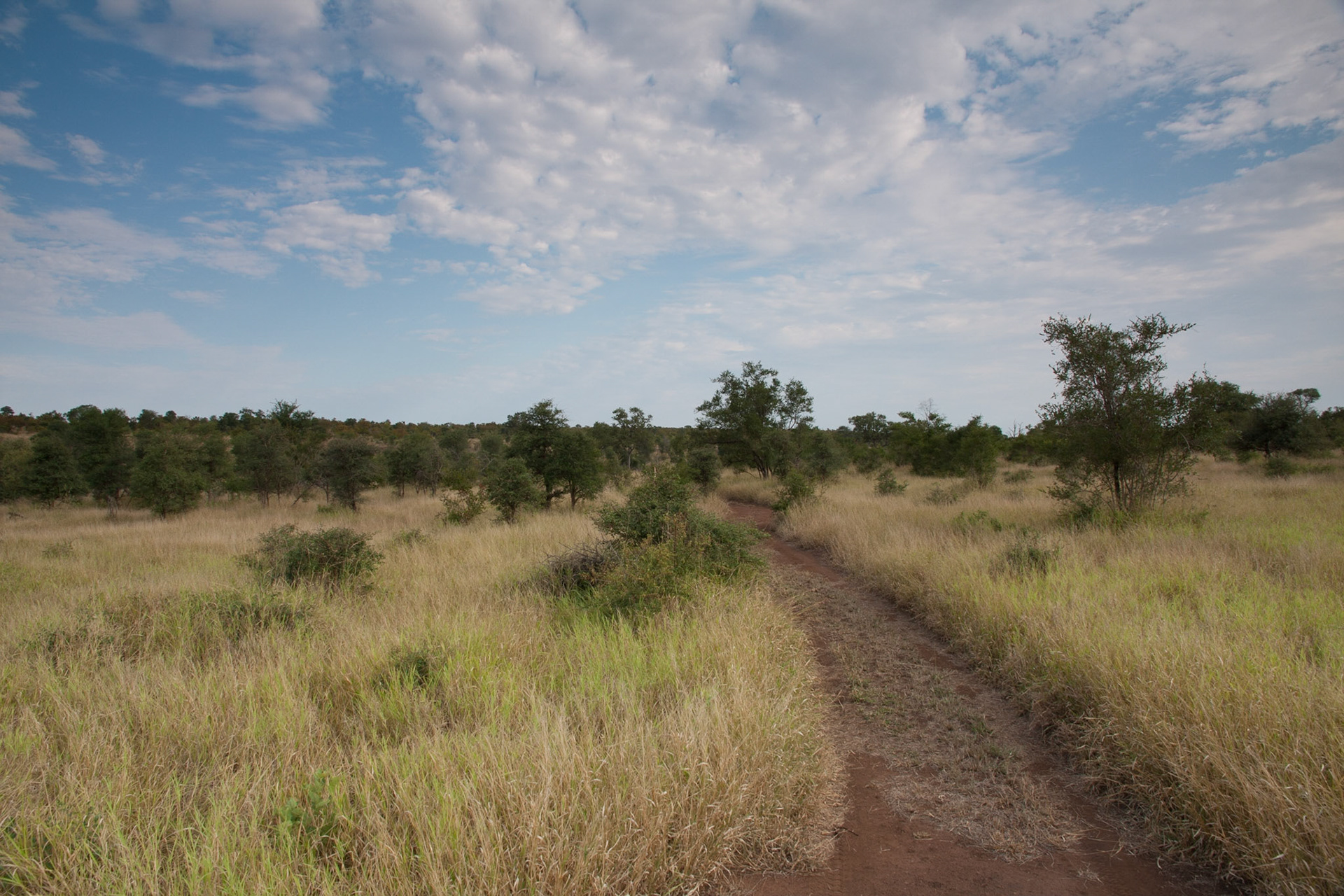 Beautiful bush view