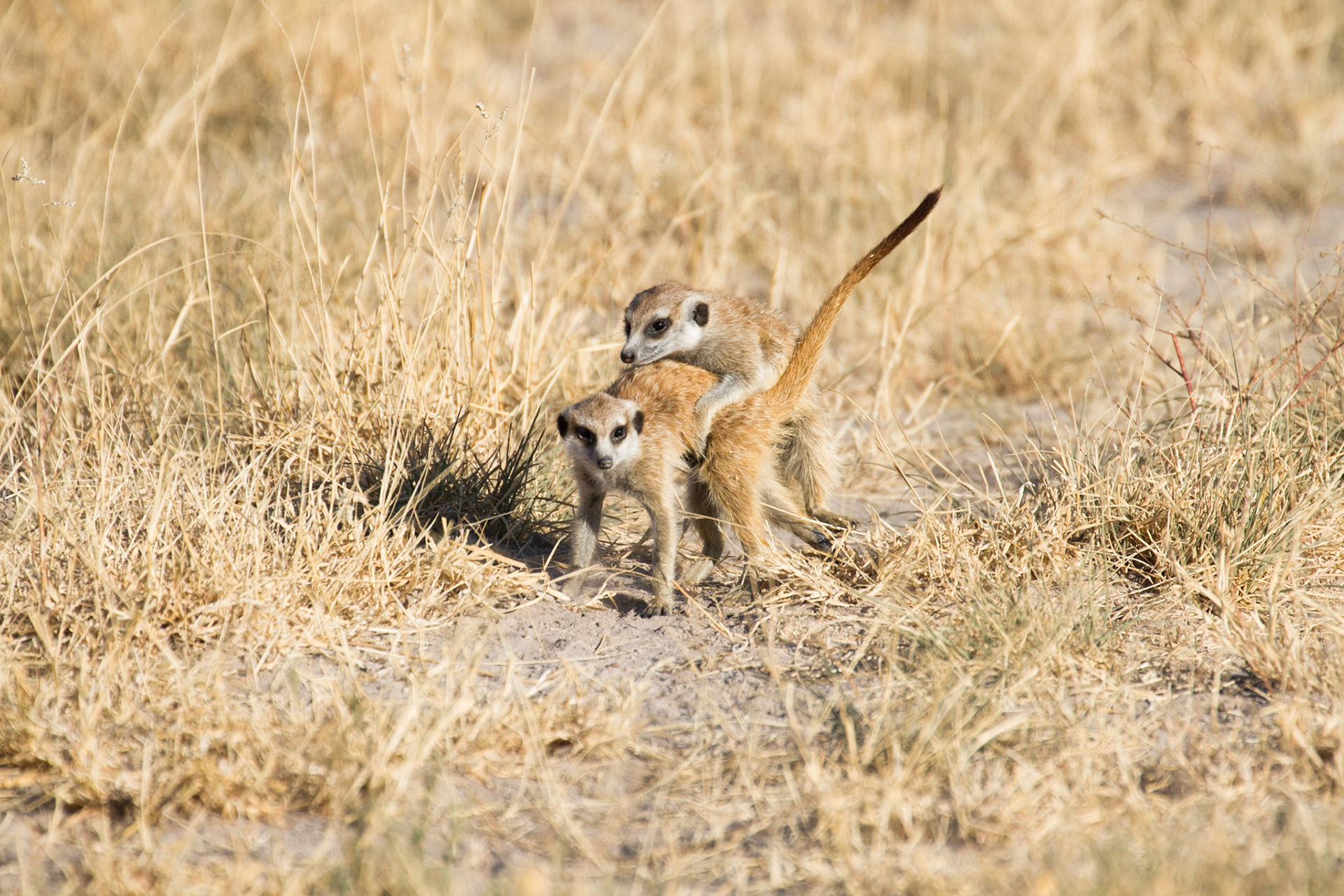 Meerkats playing
