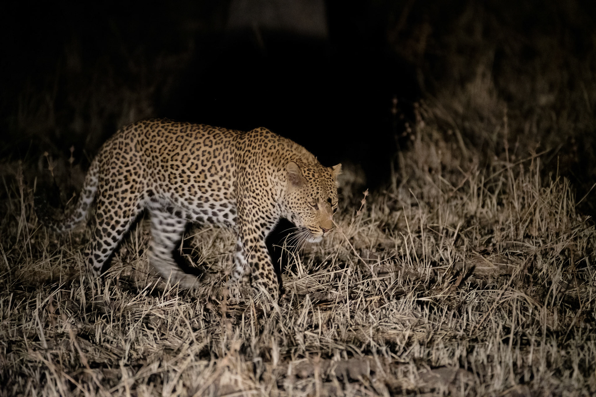 Male leopard