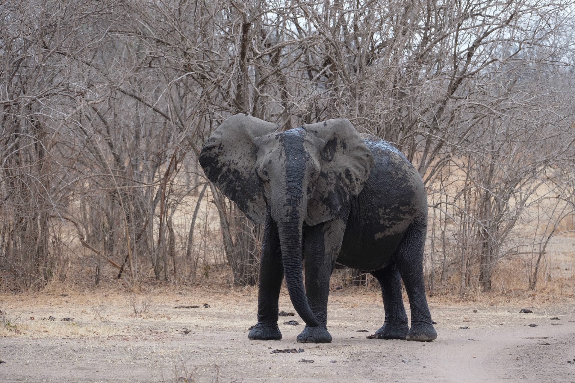 An elephant warning us