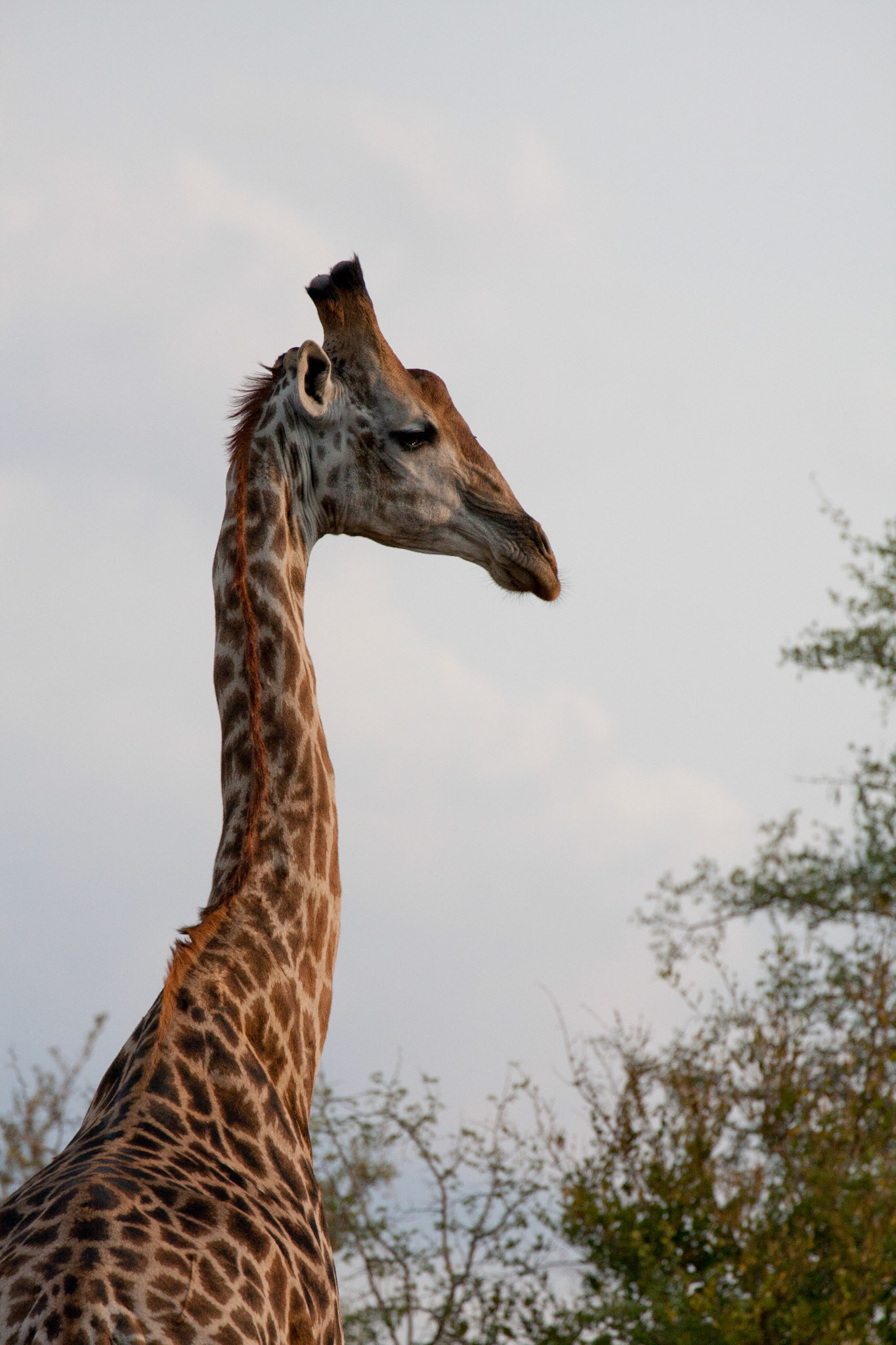Giraffe