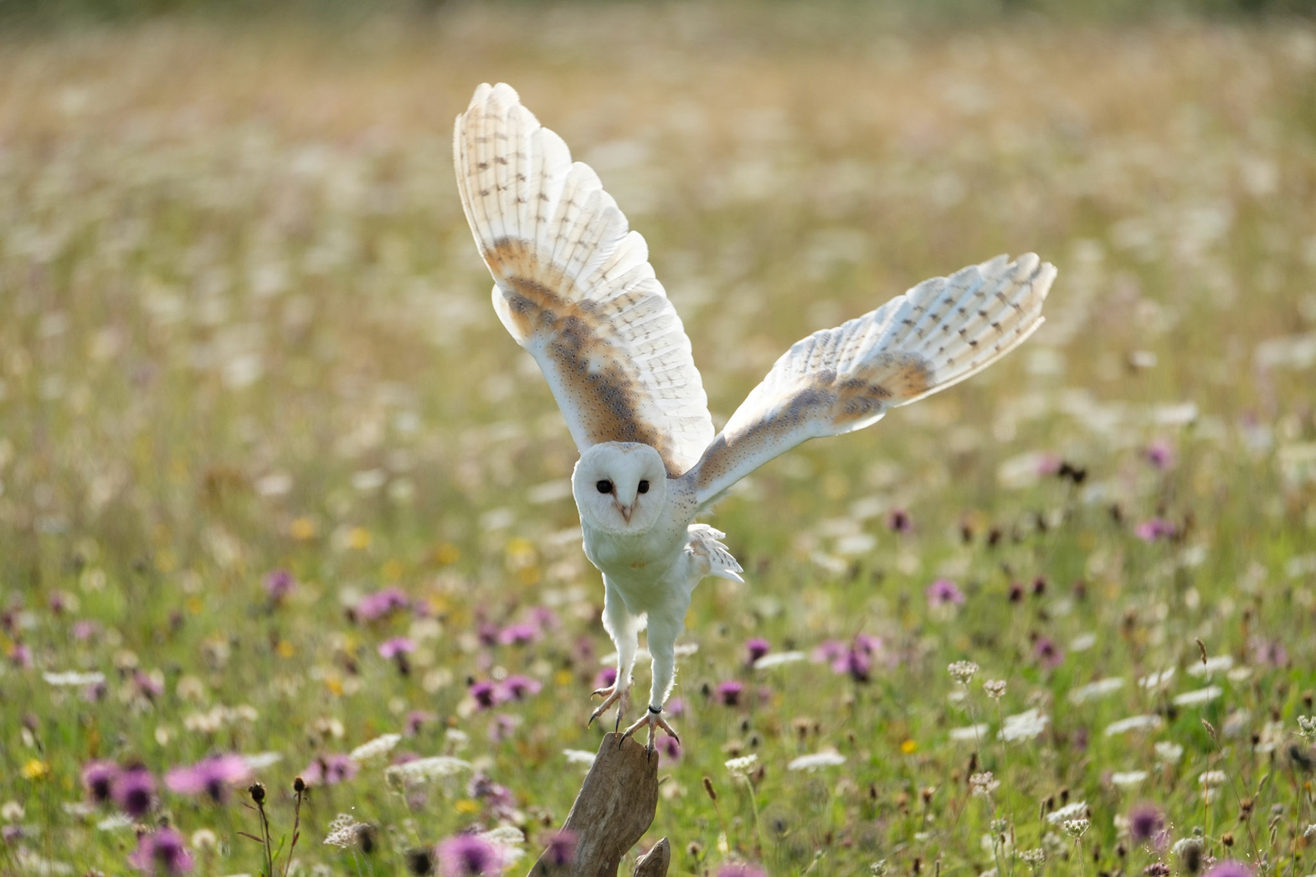 Barn owl in the wildflower meadow