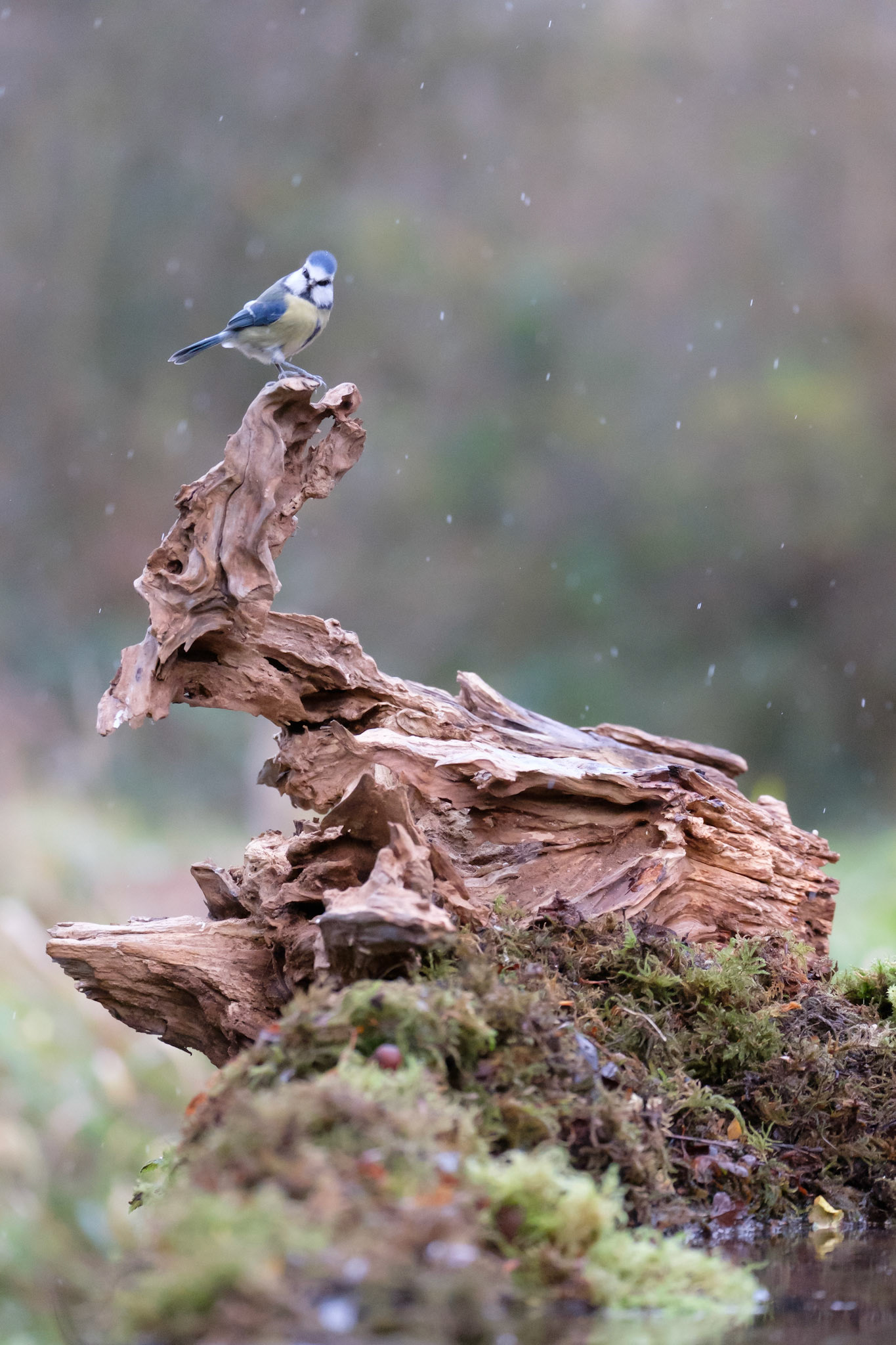 Blue tit
