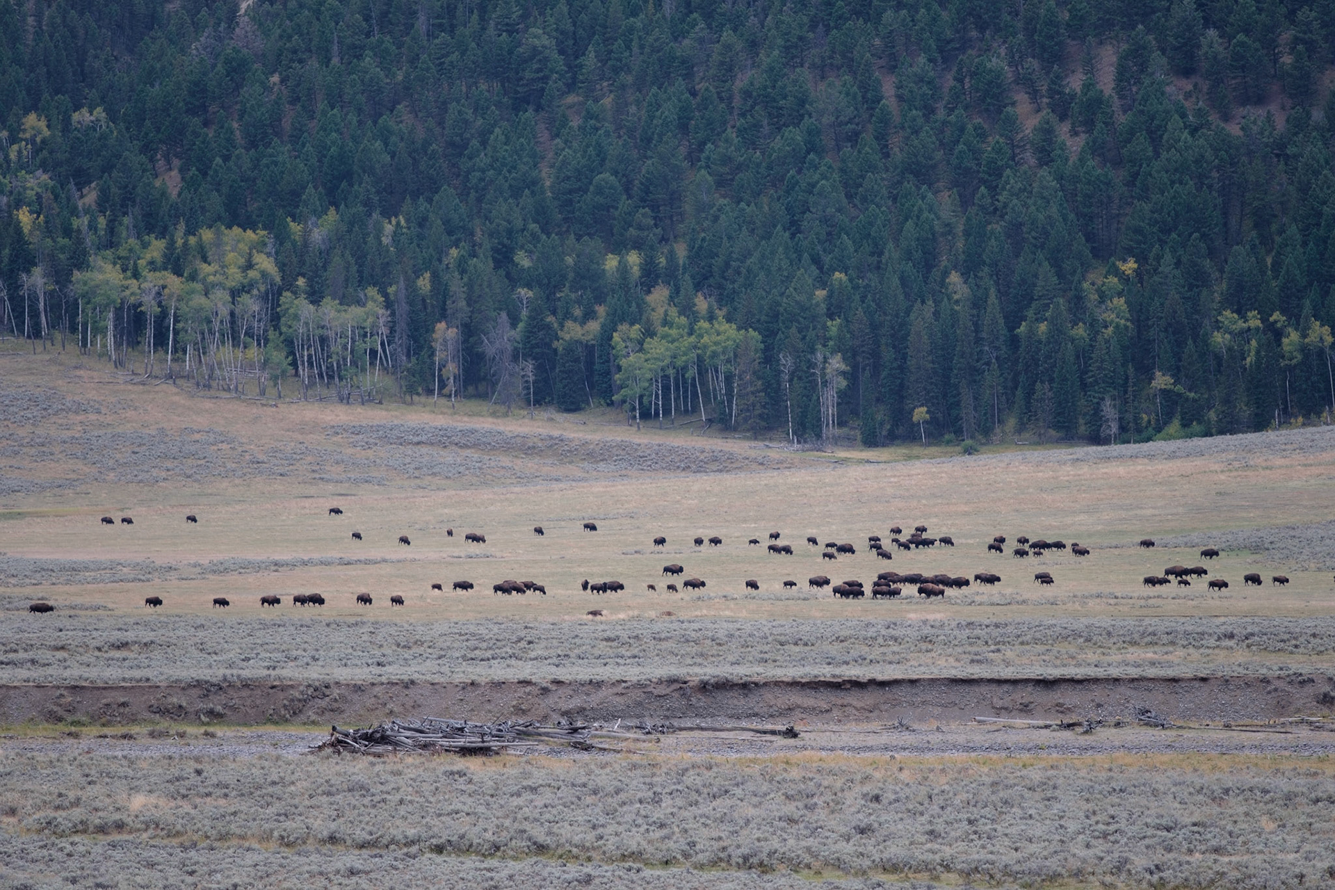 Bison in the Lamar Valley