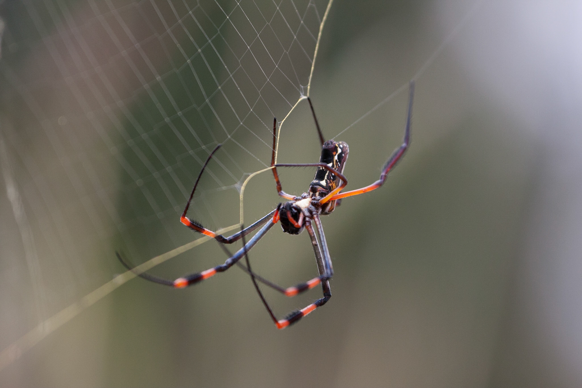 Spider
