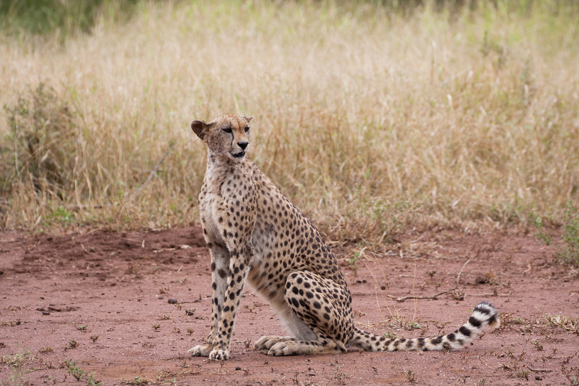 Female cheetah
