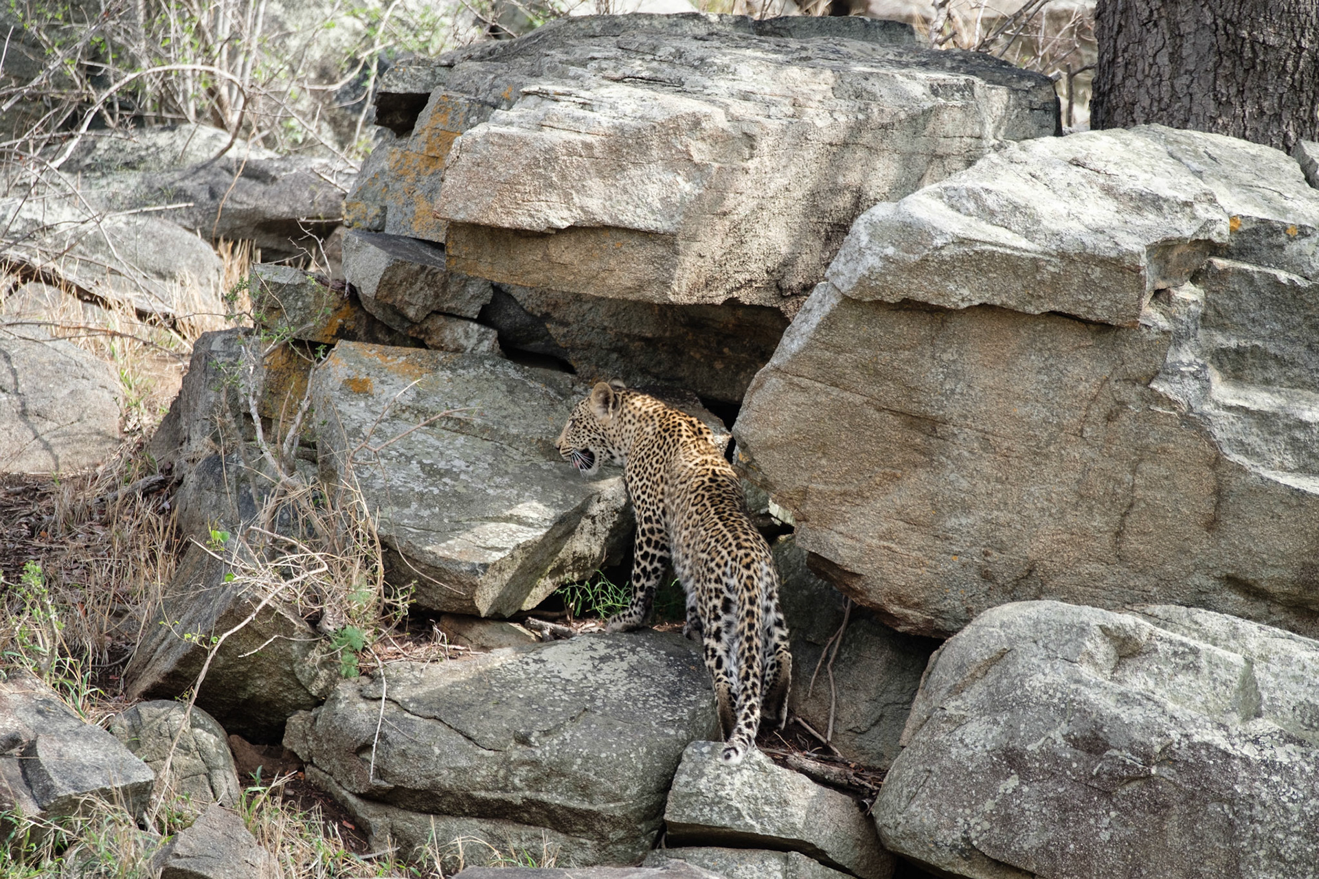 Male leopard cub (1 year old)
