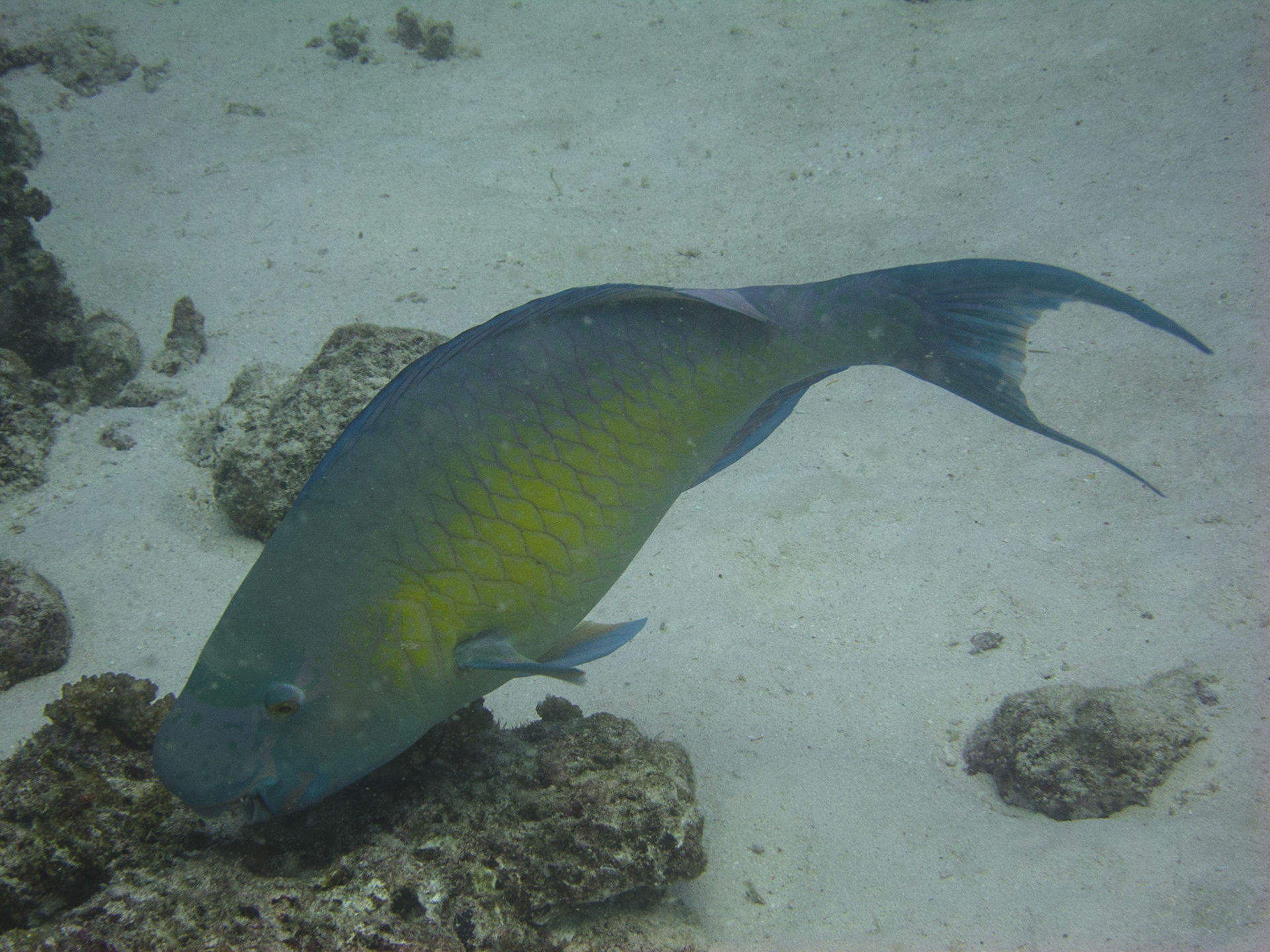 Parrot fish