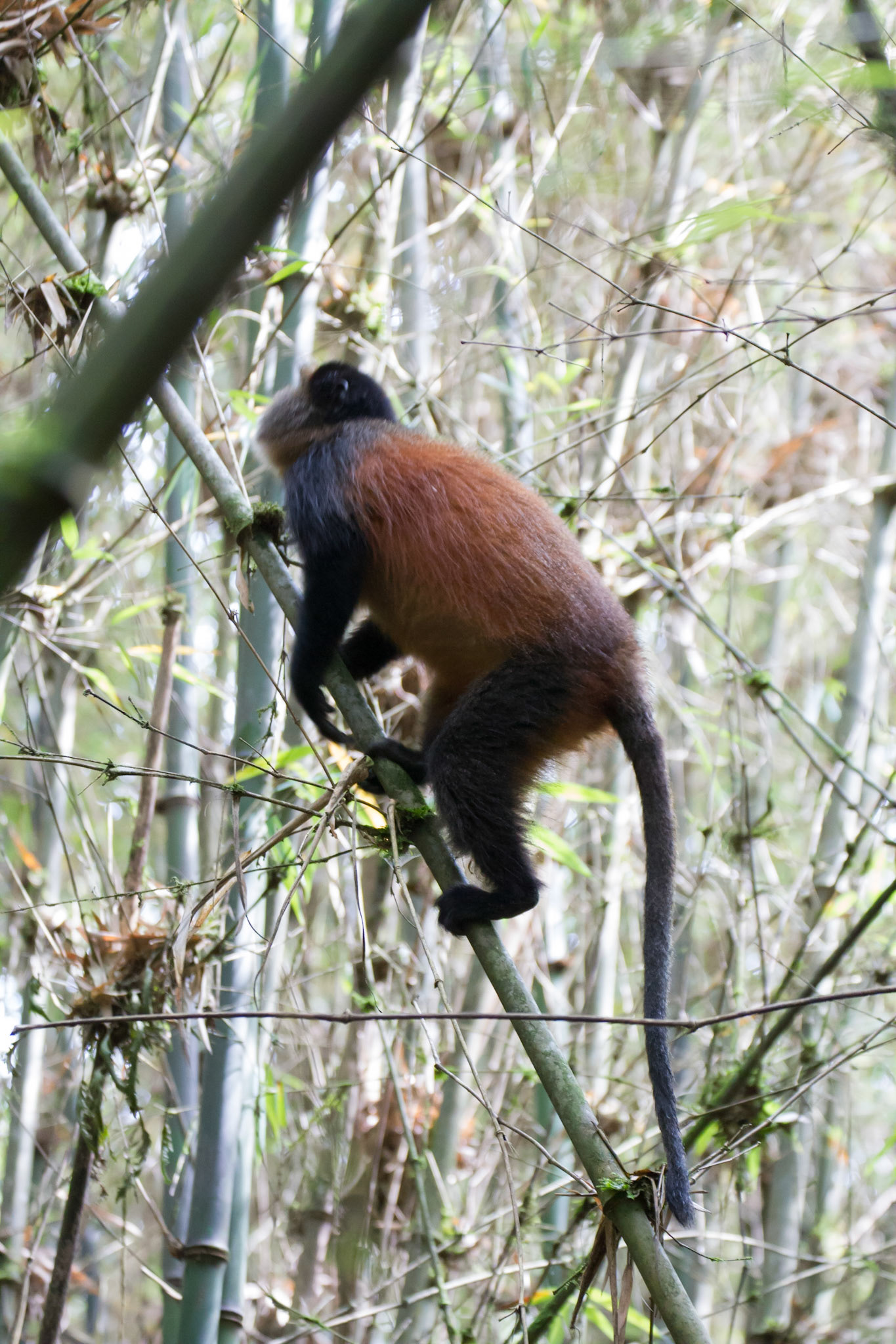 Golden monkey in the bamboo forest
