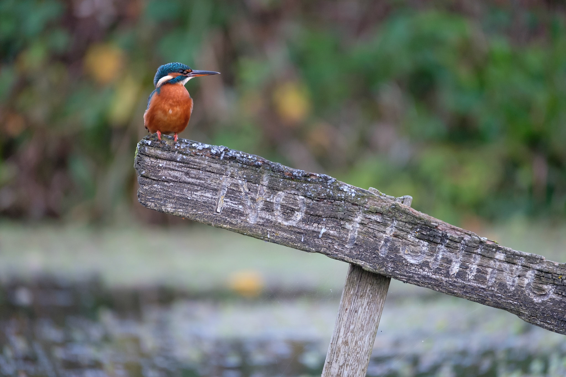 Kingfisher
