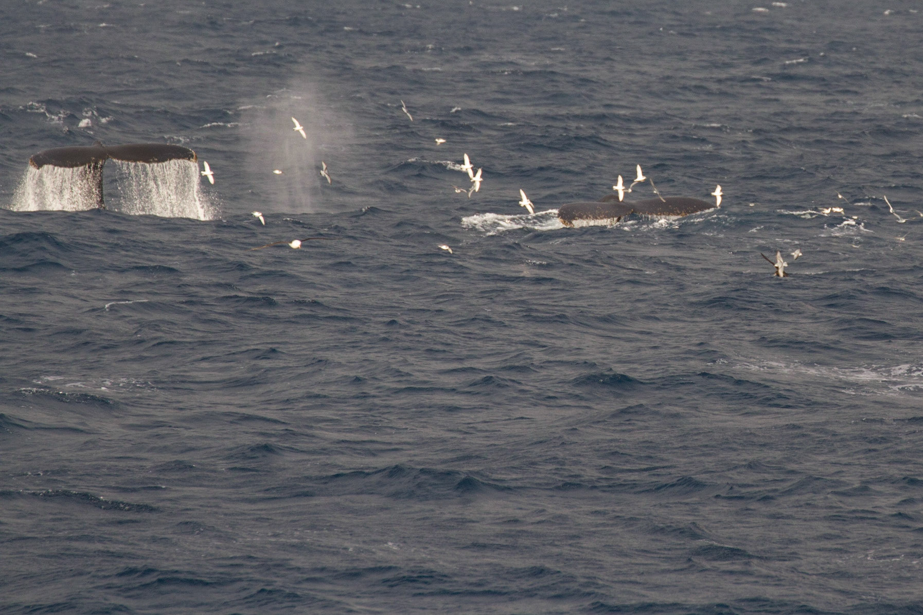 Humpback whales