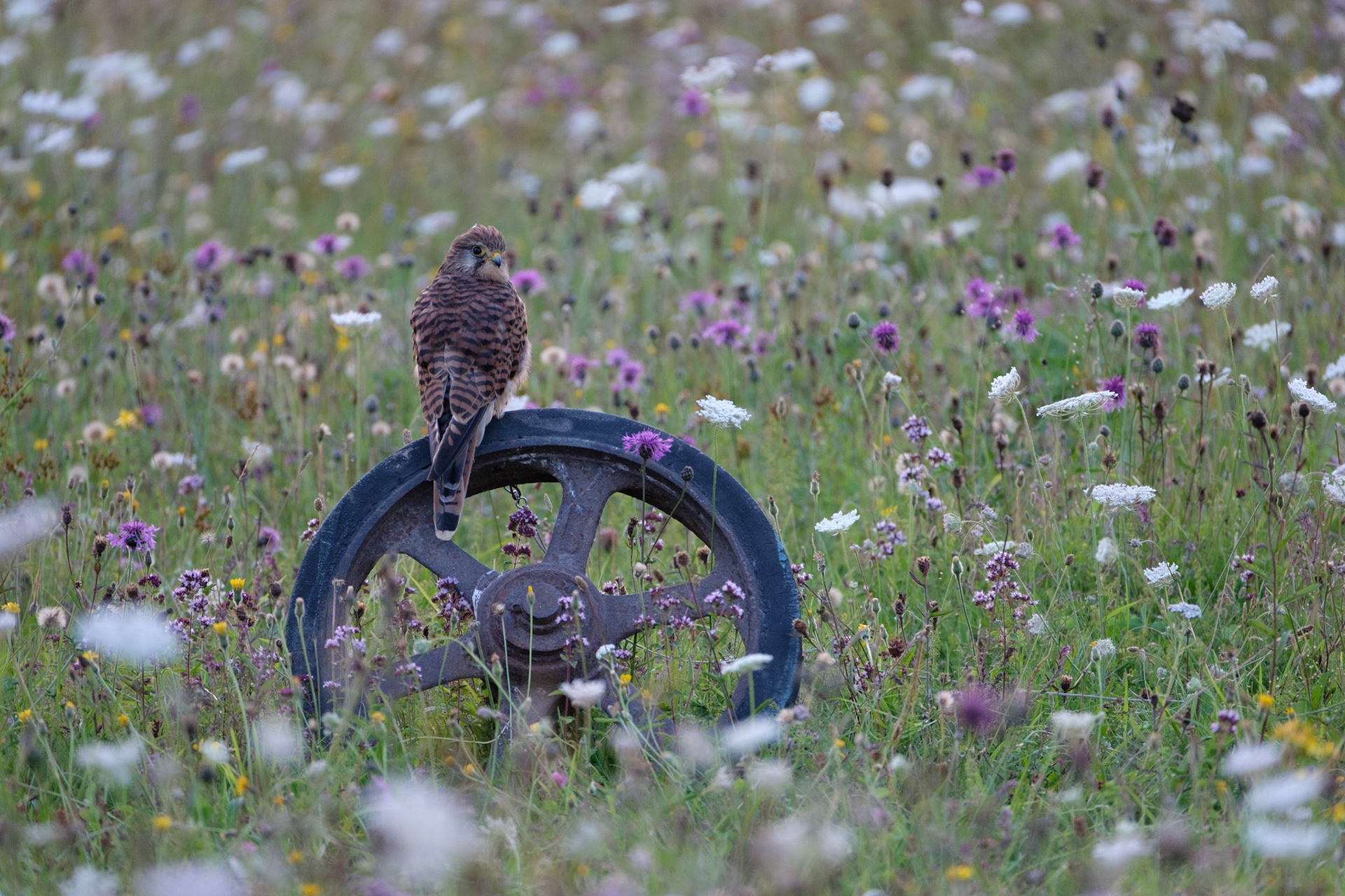 Kestrel in the wildflower meadow