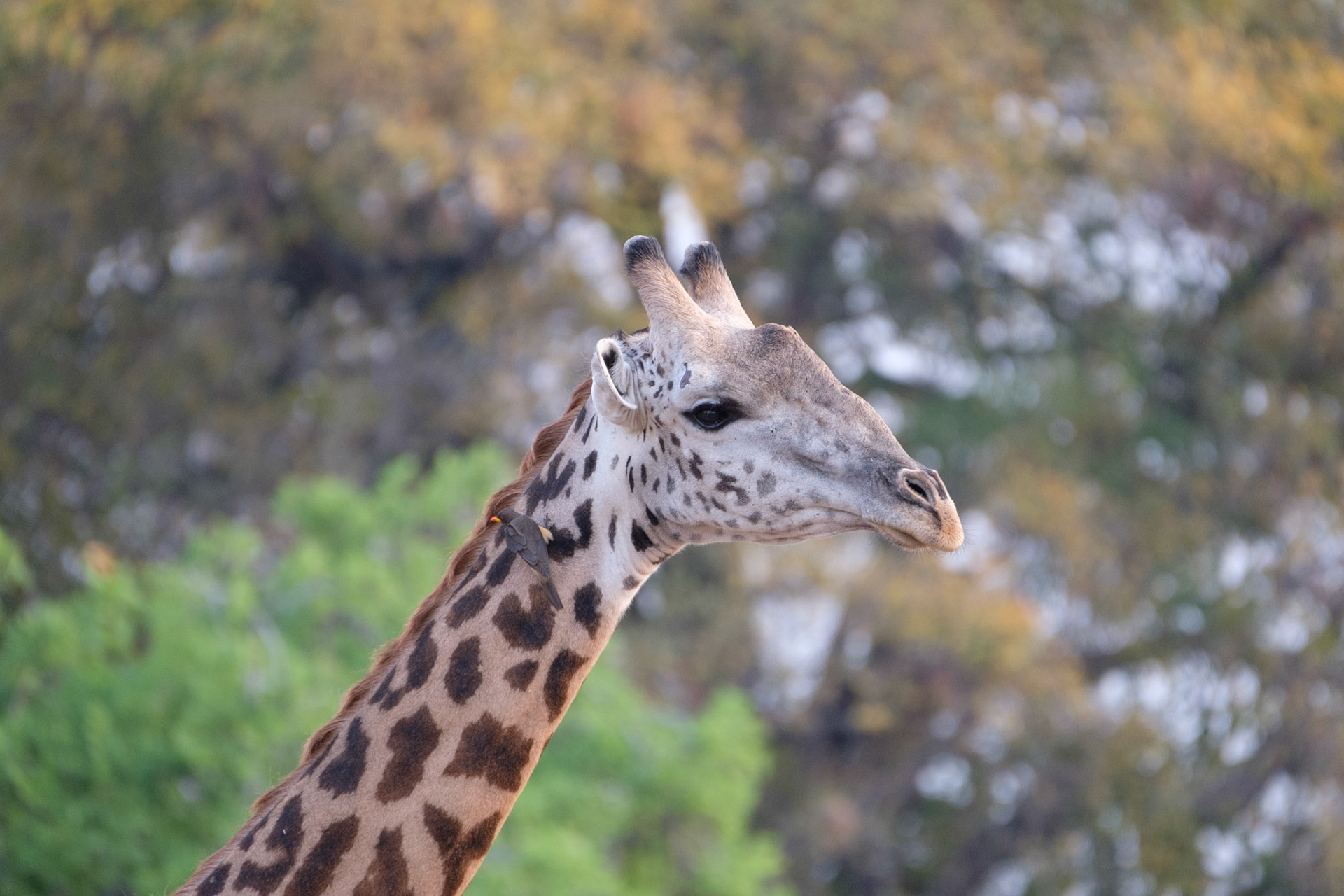 Giraffe