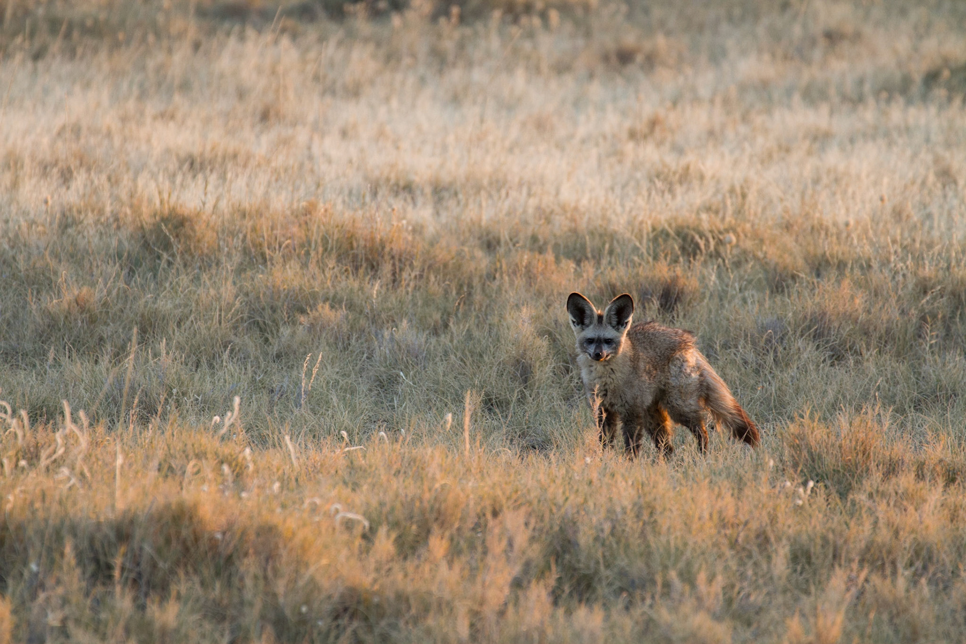 Bat eared fox