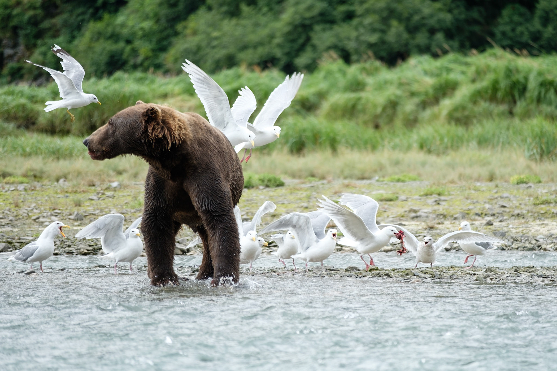 Gulls fighting over the salmon remains