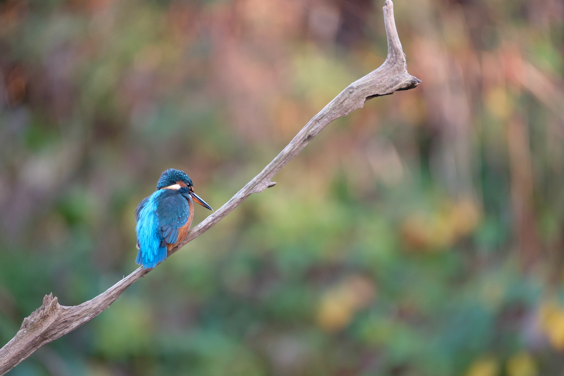 Kingfisher