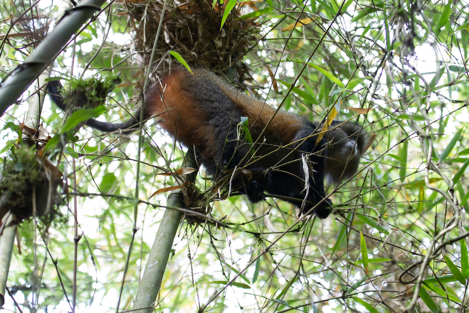 Golden monkey in the bamboo forest