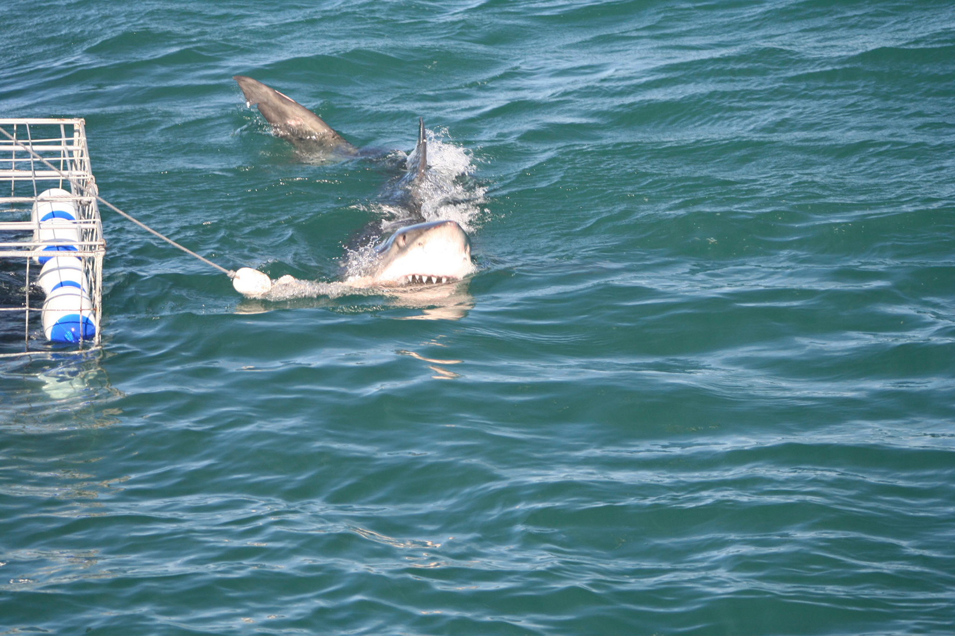 Great white shark