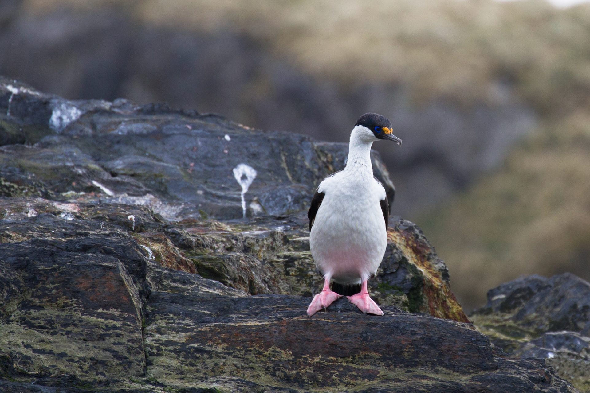 Blue eyed shag
