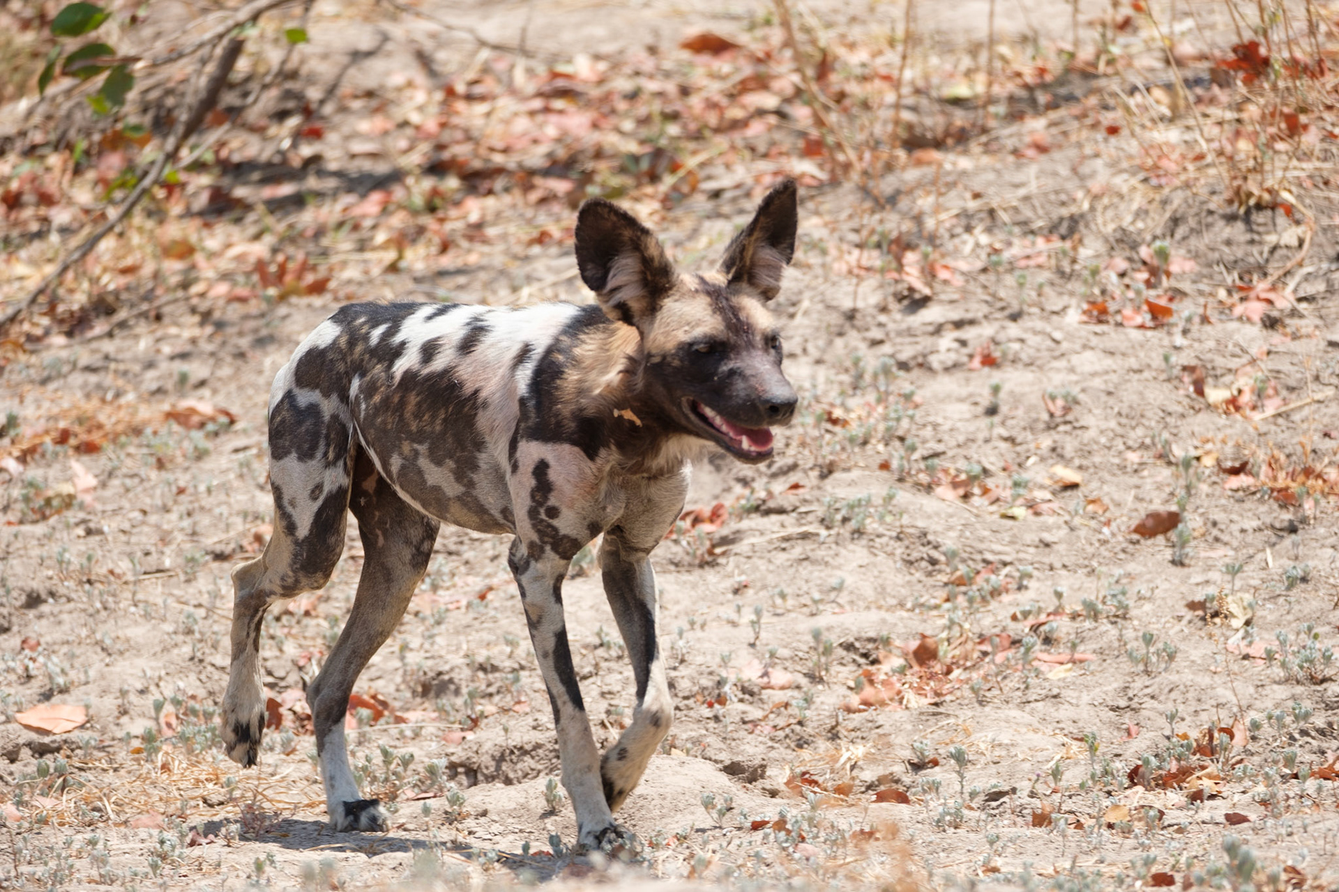 Wild dog