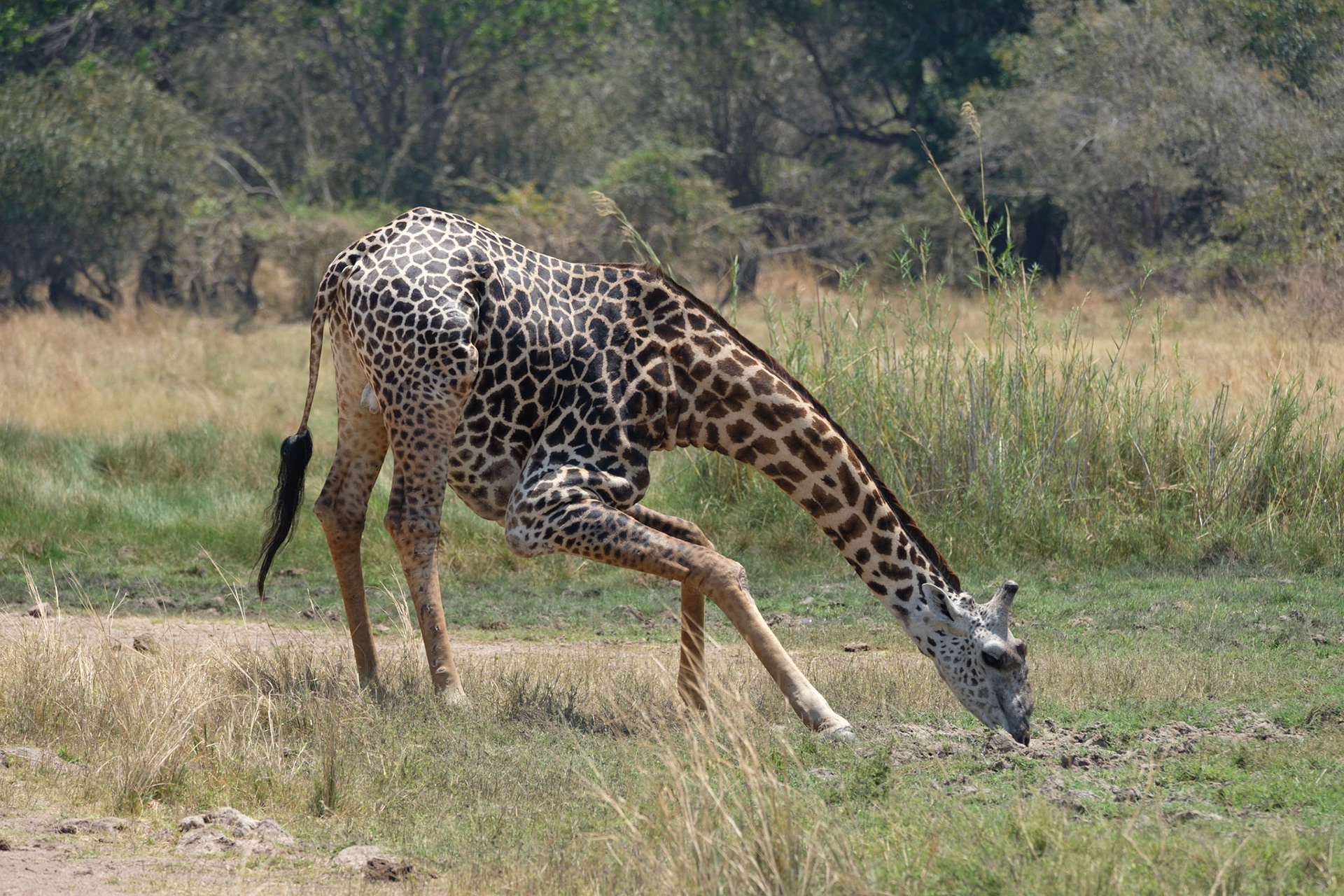 Giraffe drinking