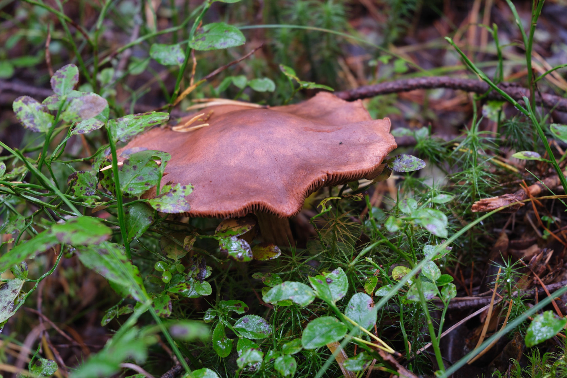 Mushroom in the forest