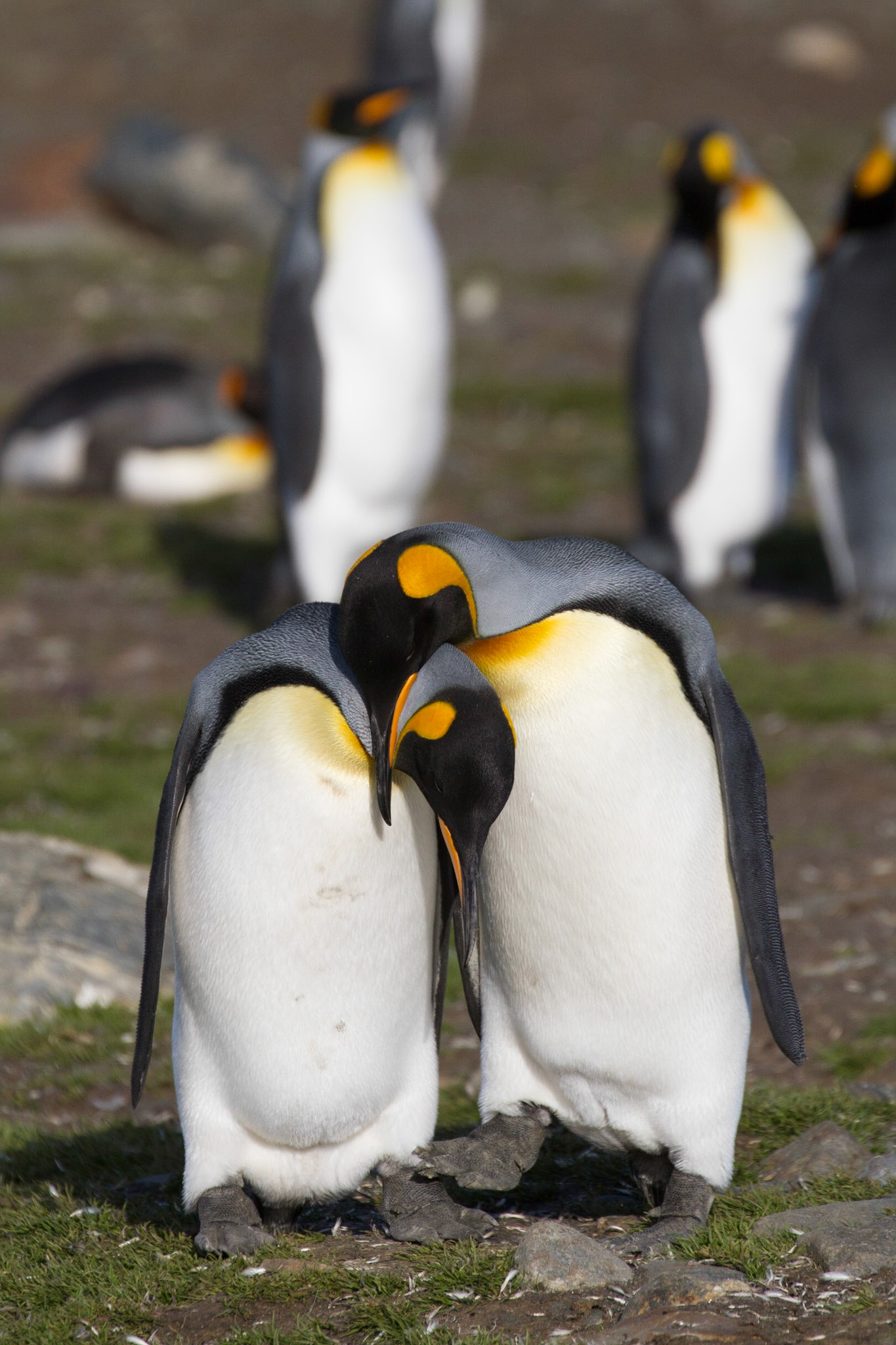 Courting king penguins