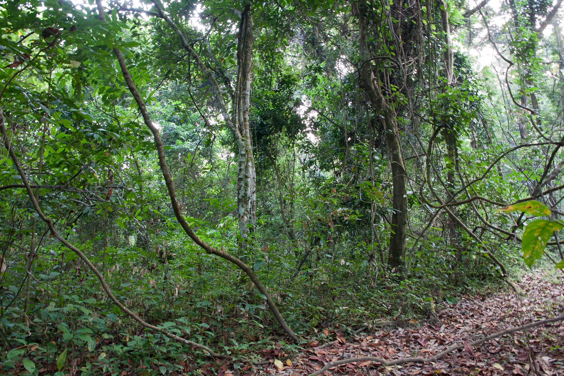 The Mahale forest