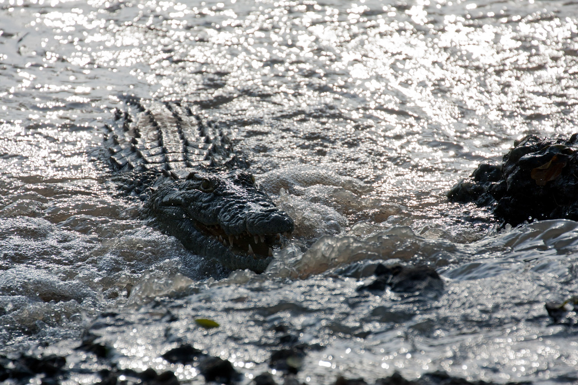 Crocodile fishing