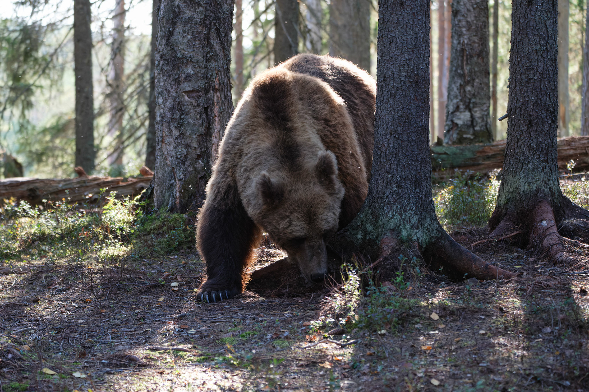 Brown bear