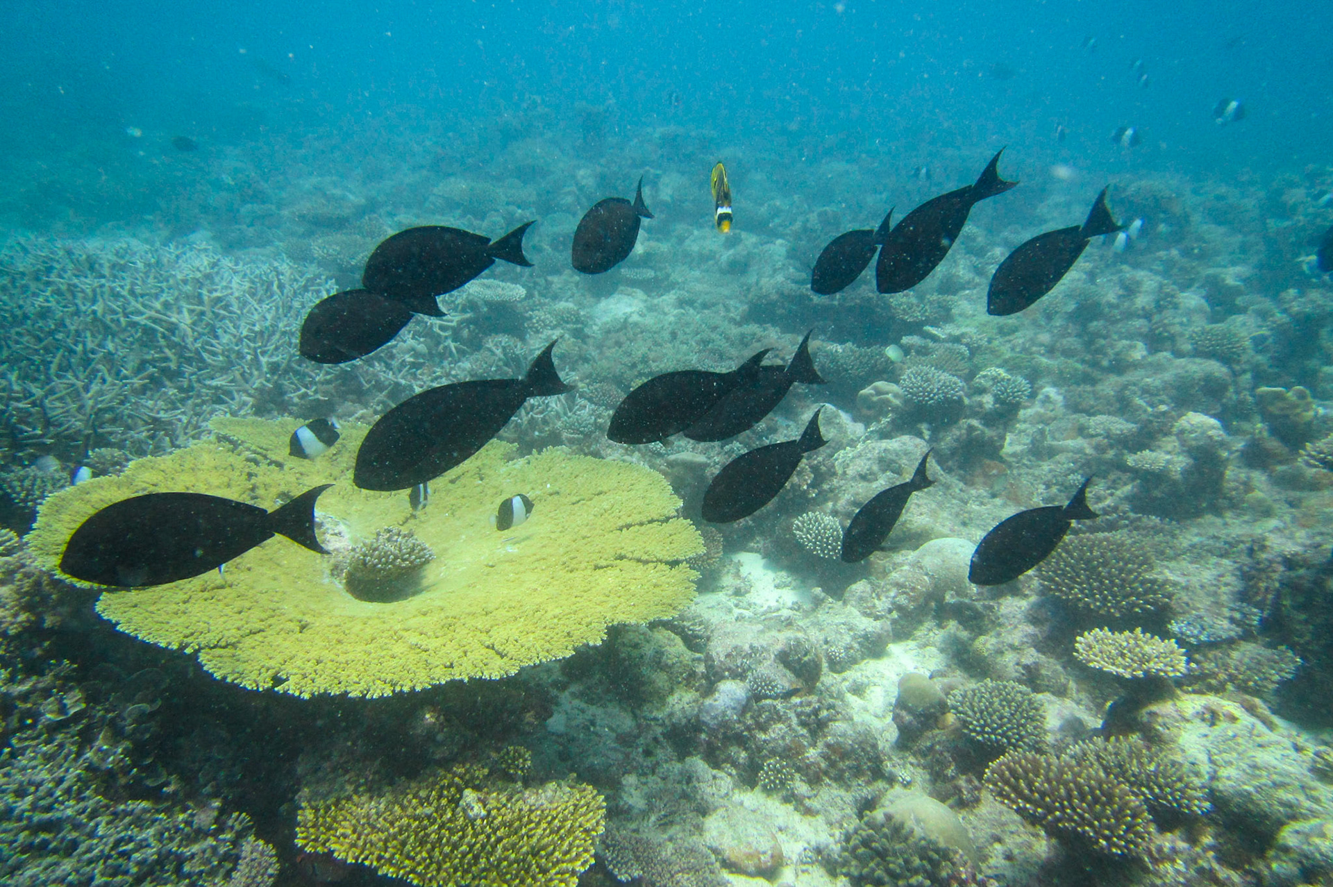 Lots of fish!
