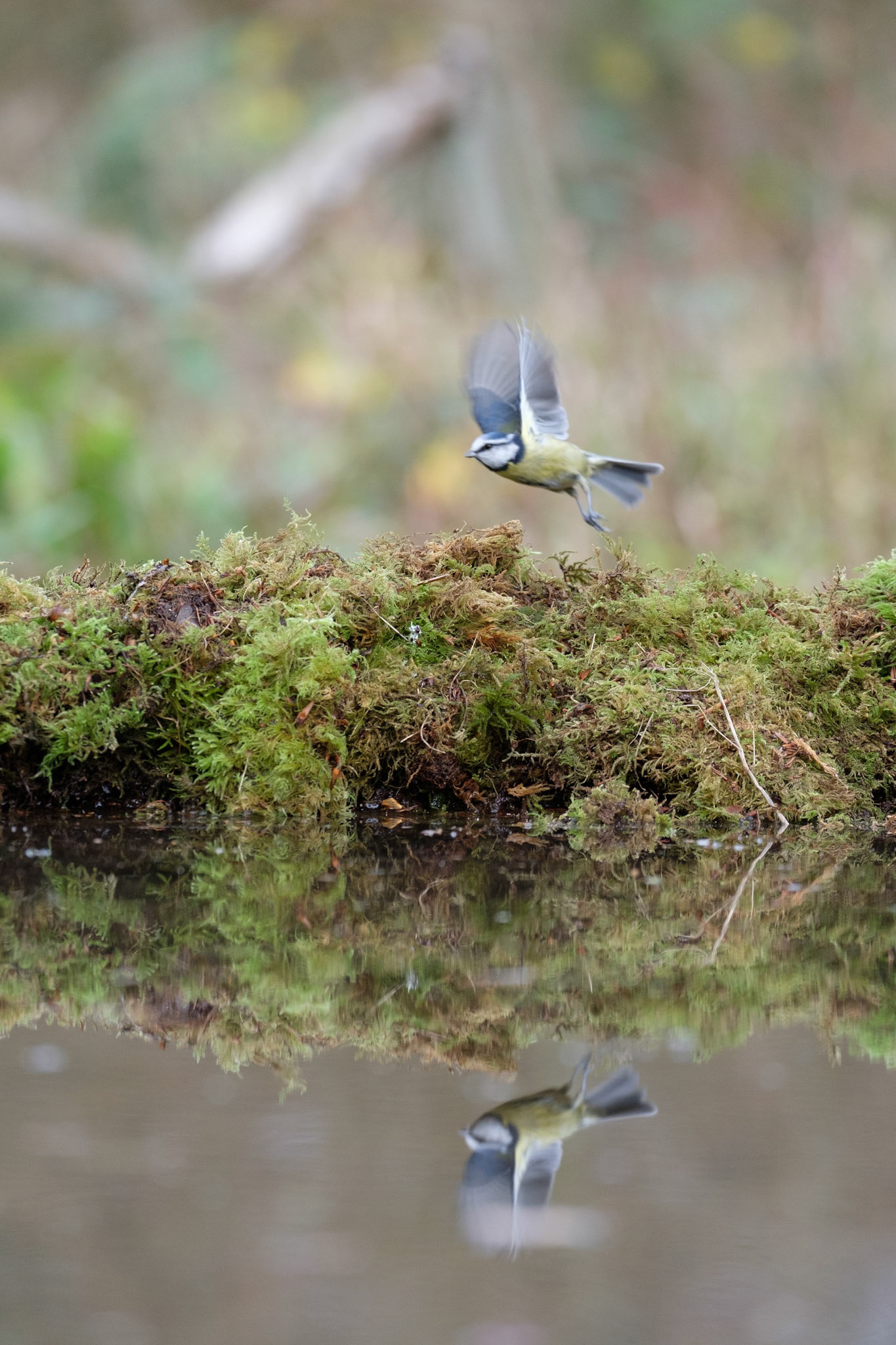Blue tit