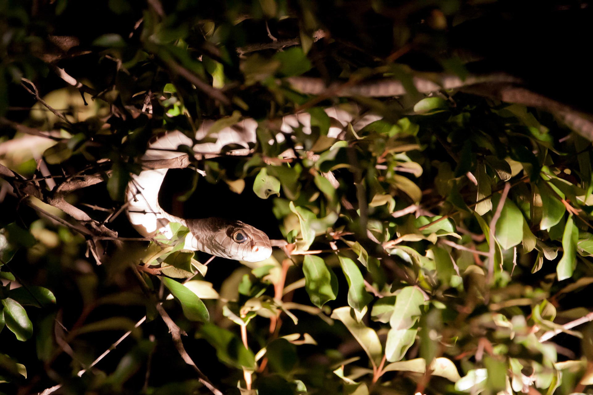 Black mamba