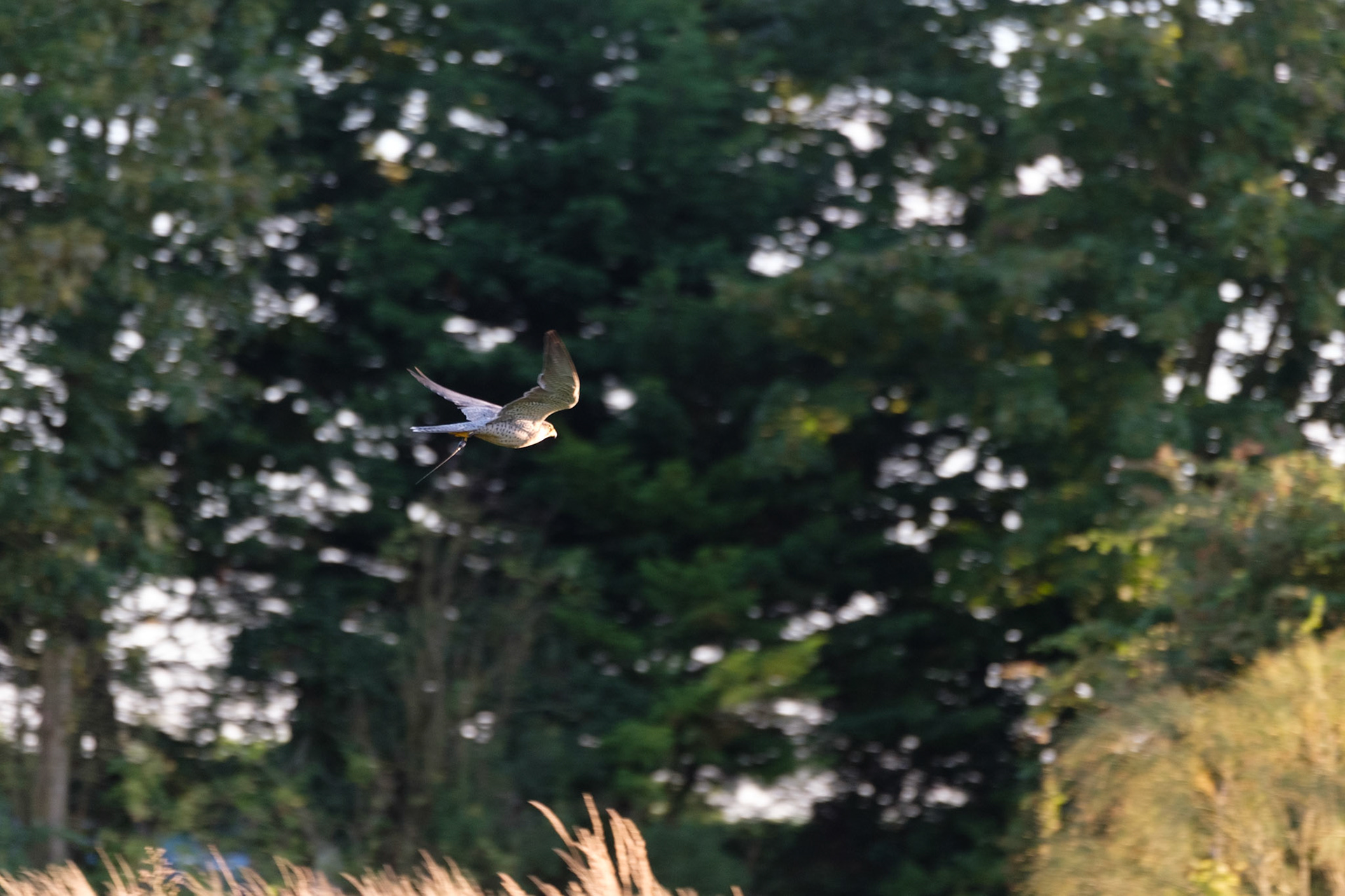 Lanner Falcon