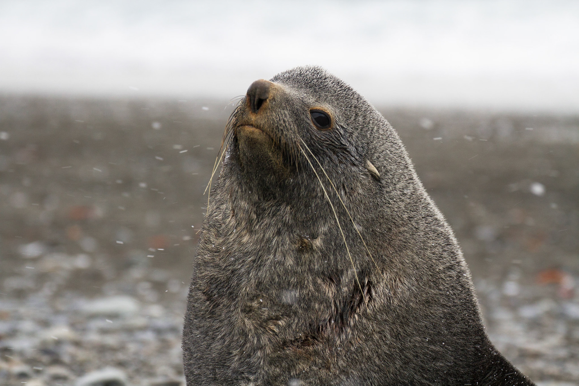 Fur seal