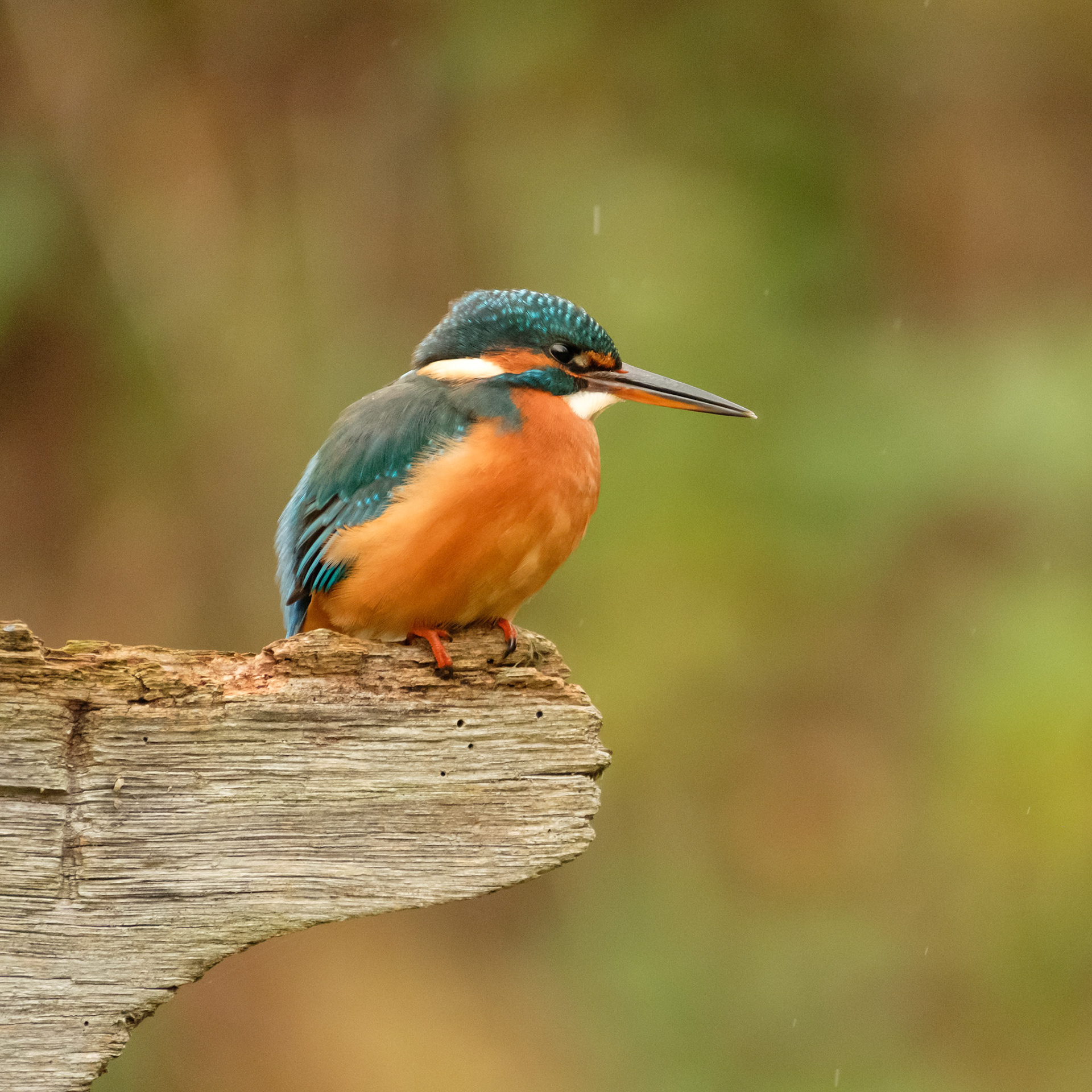 Kingfisher