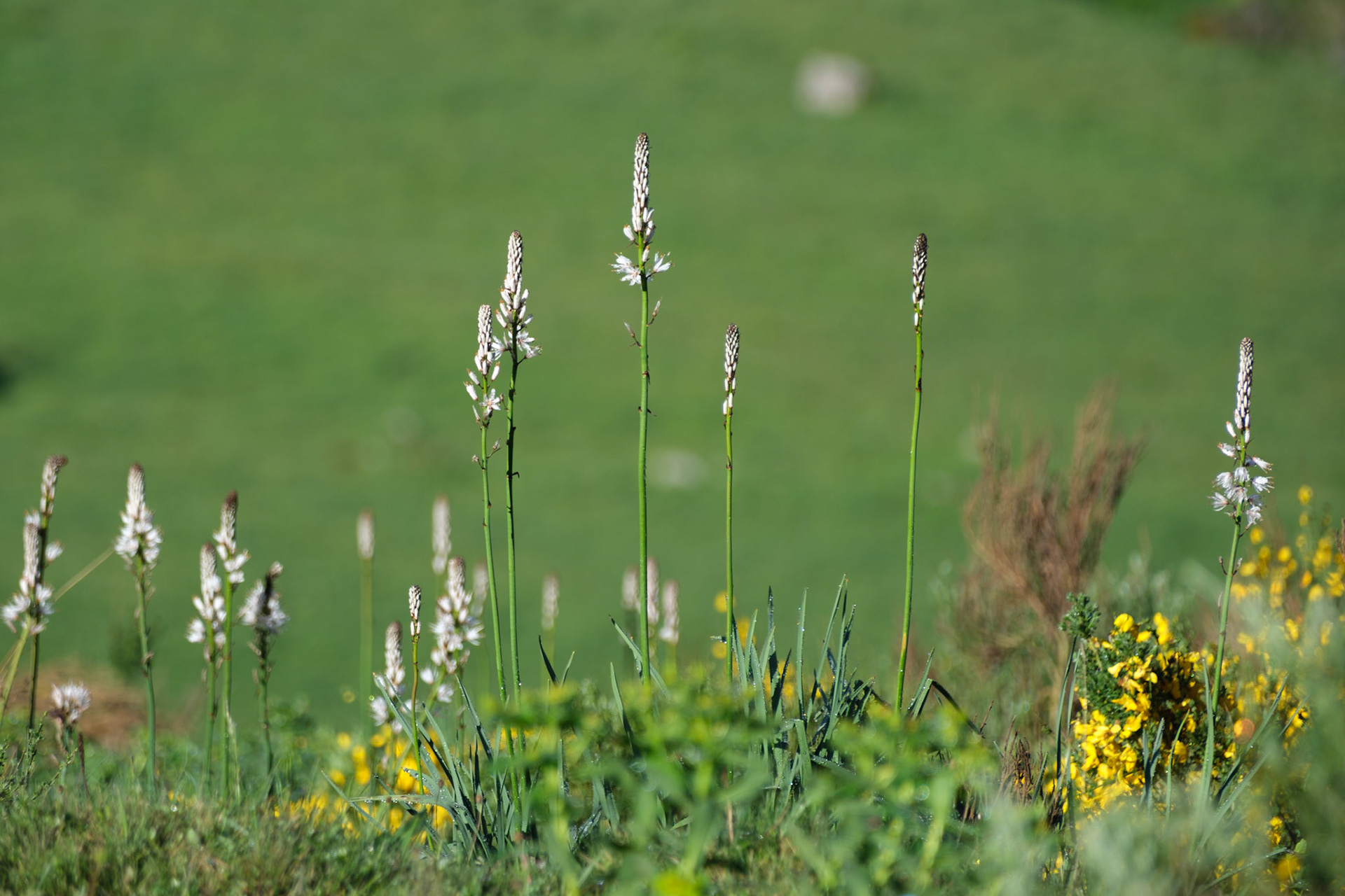 White asphodels